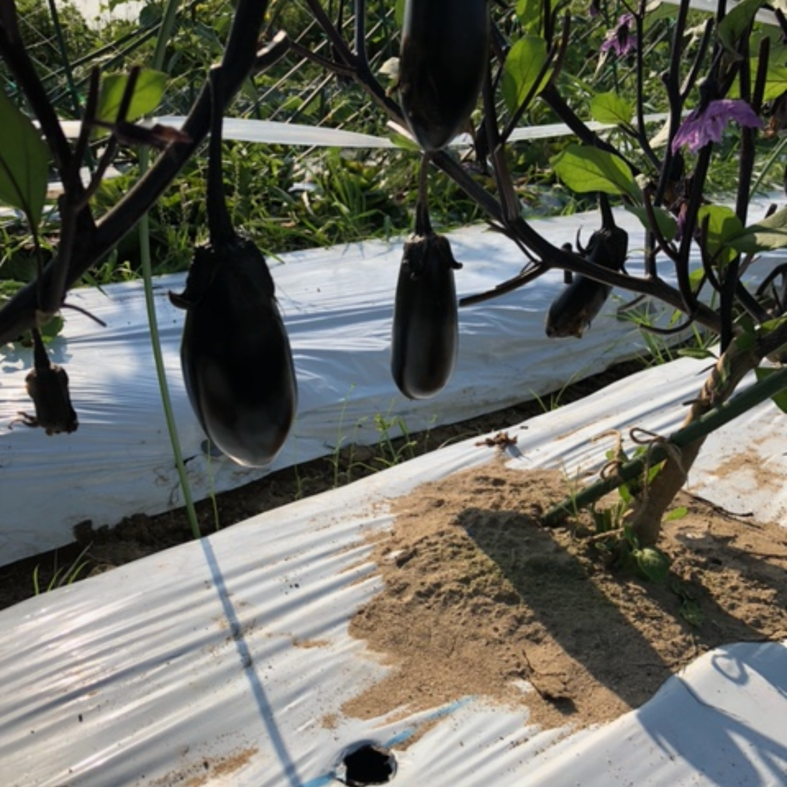色・艶抜群！朝採り千両なす1kg（約5個～10個） 京都府産 ｜ 野菜/茄子 