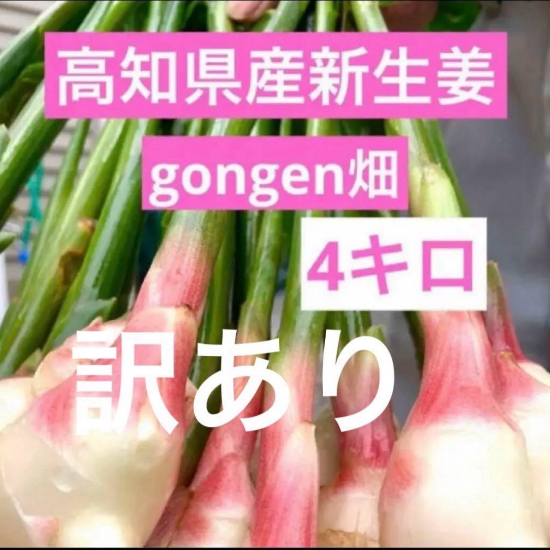 高知県産 朝採り新生姜 訳あり4キロ ｜ 野菜/薬味 産直アウル 農家
