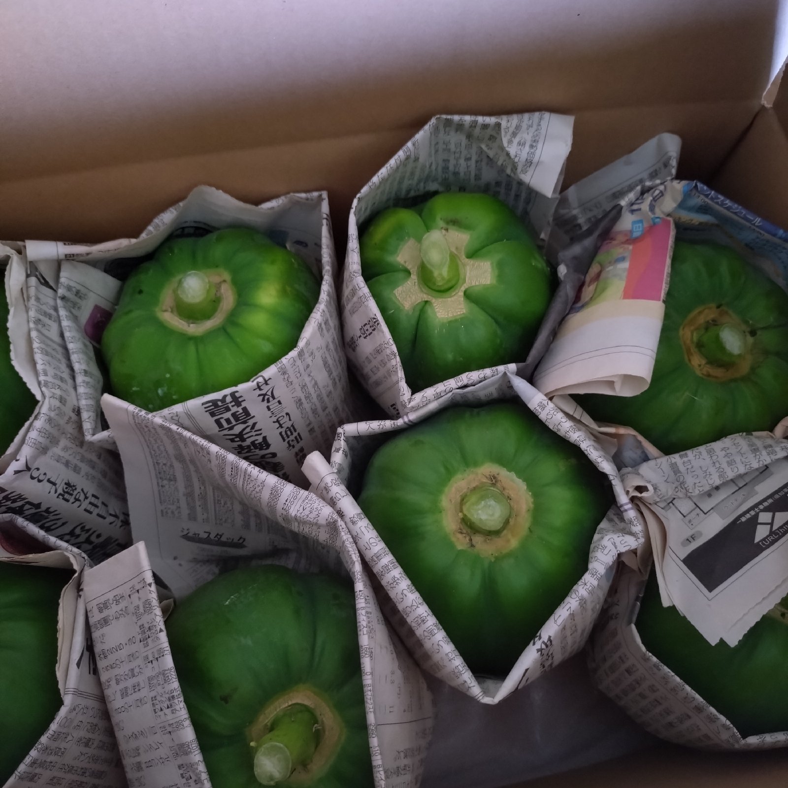 青パパイヤ5kg ｜ 野菜/パパイヤ 産直アウル 農家・漁師など生産者から
