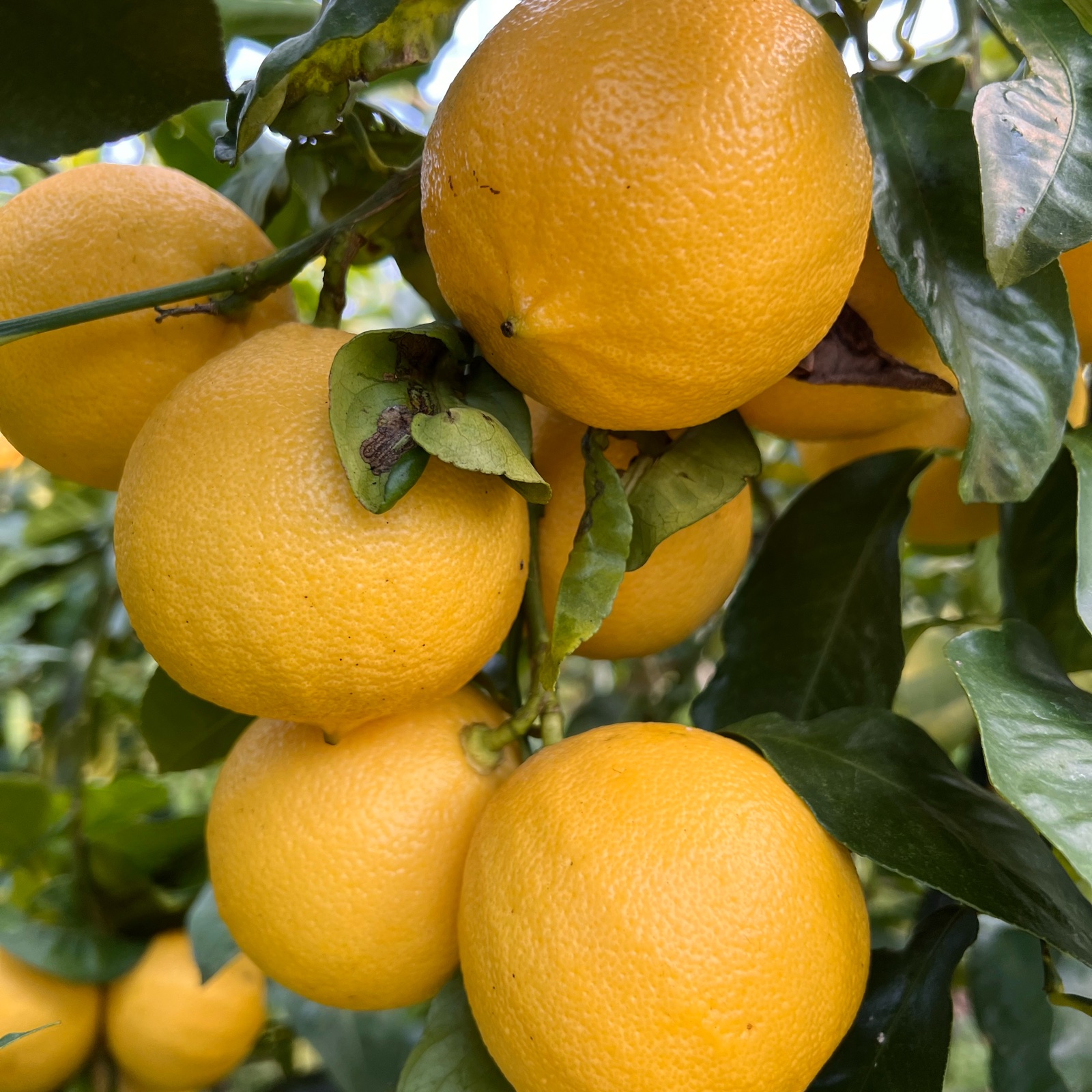 ベルガモット（果物＞オレンジ・その他みかん）の産地直送商品一覧