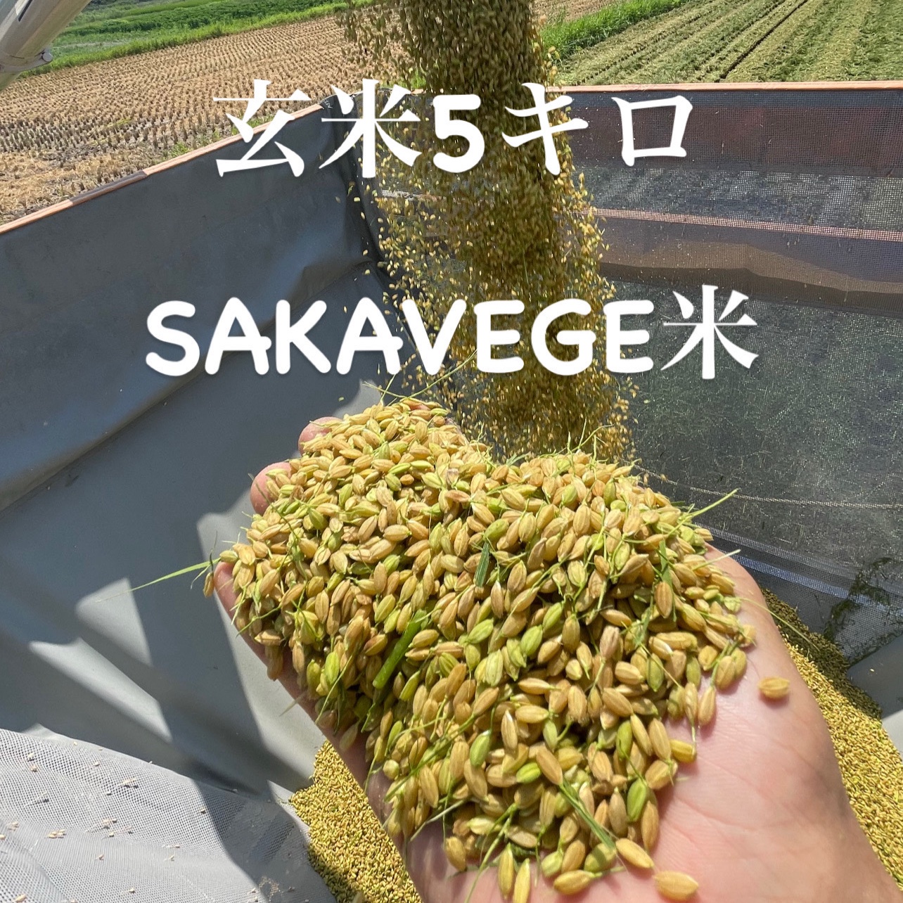 農家直送】きぬむすめ玄米20kg 令和7年岡山県津山市産 【公式