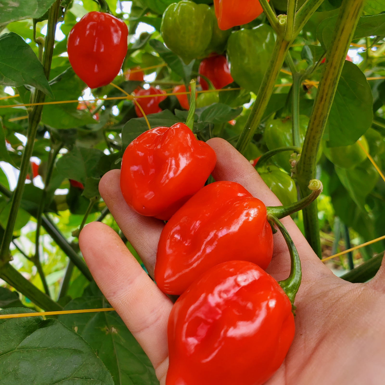 北海道 ハウス栽培 ハバネロ 1kg 赤 | 野菜/スパイス 産直アウル