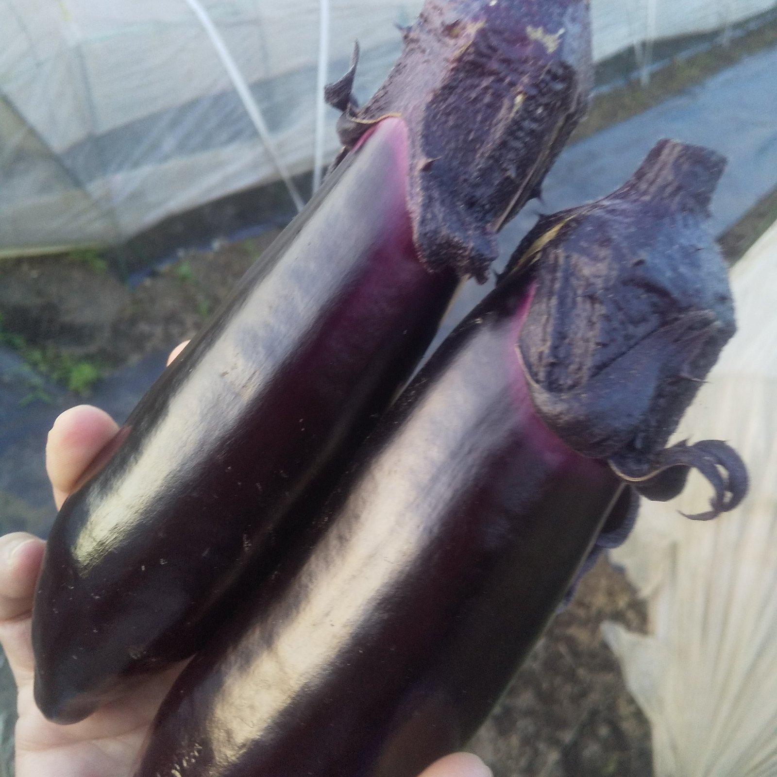 長なす　１００本　農家直送 とろける長なす7キロ ｜ 野菜/茄子 産直アウル 農家・漁師など生産者