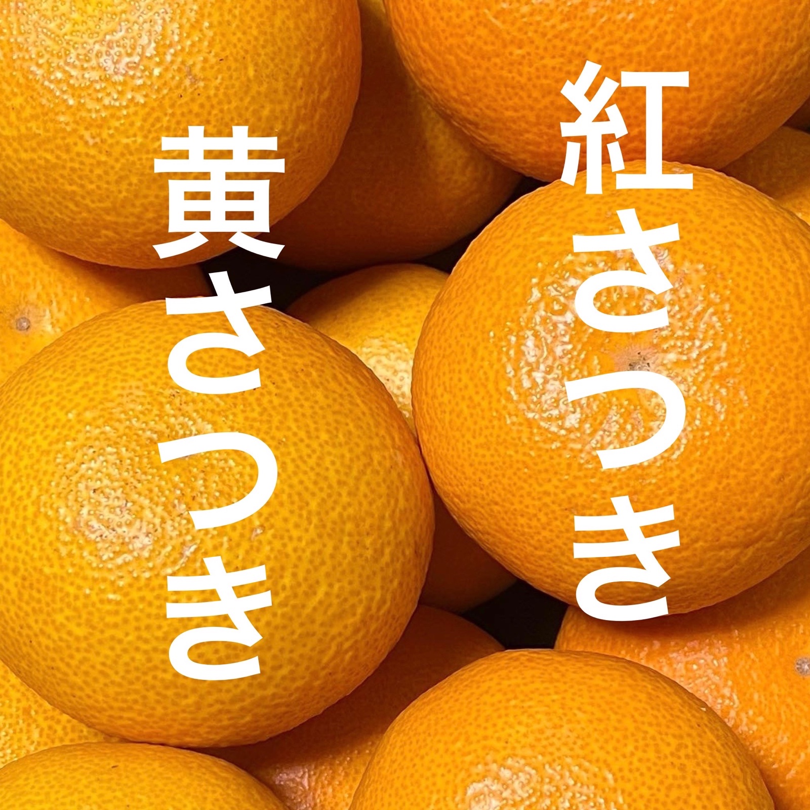 黄紅混合】木成り八朔“さつき“【2kg】 | 果物/オレンジ・その他みかん