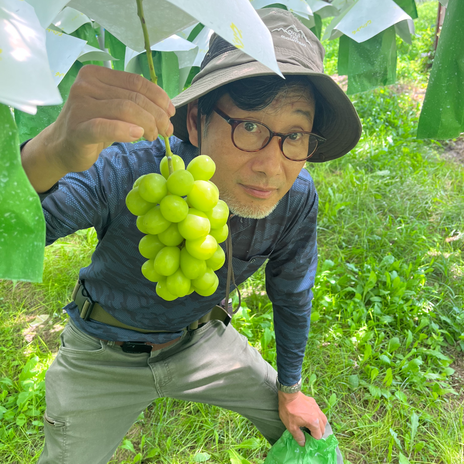 完熟☆ シャインマスカット 1.2キロ 2から3房 甘くて美味しい 長野県産