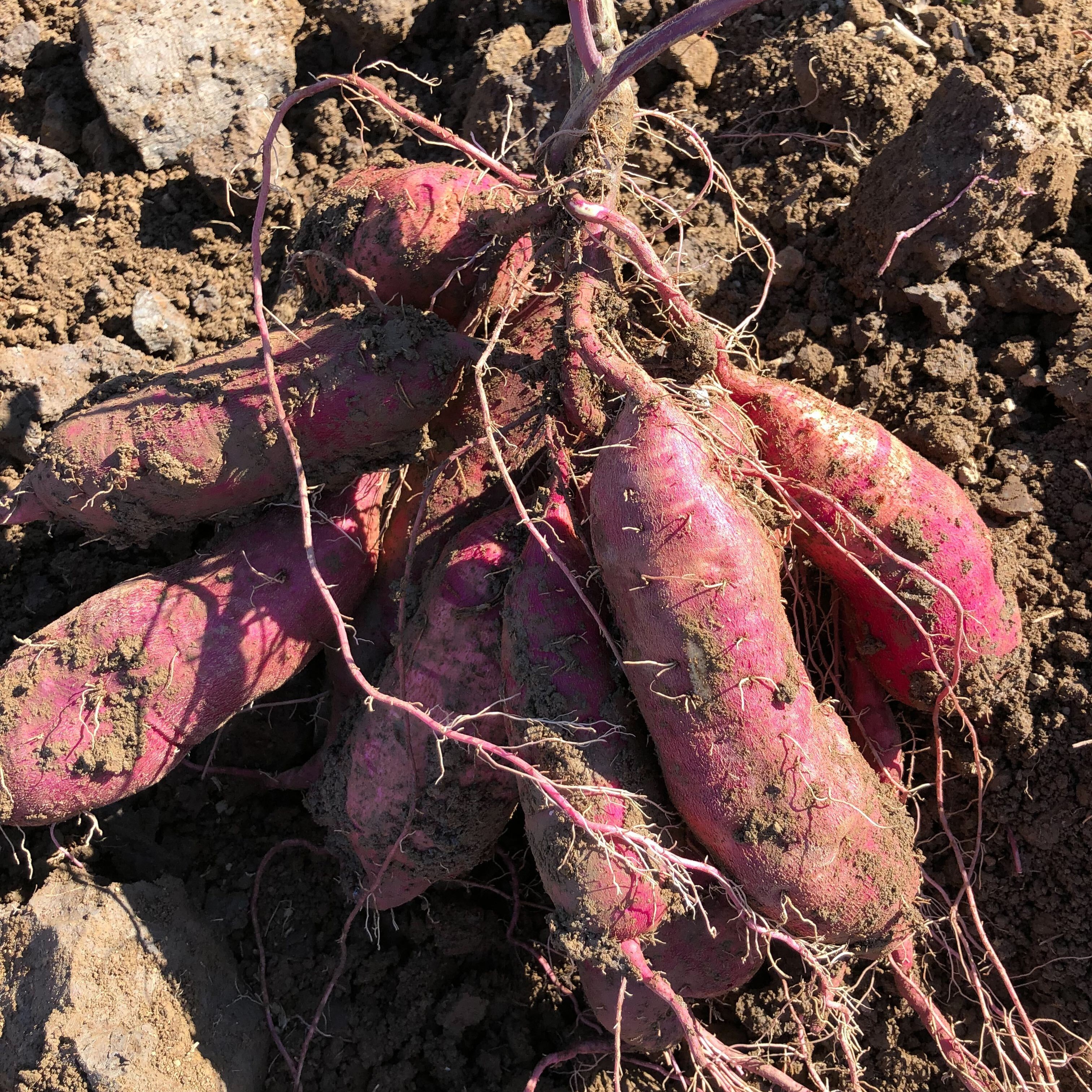 規格外】紅はるか 5kg | 野菜/さつまいも 産直アウル 農家から直接