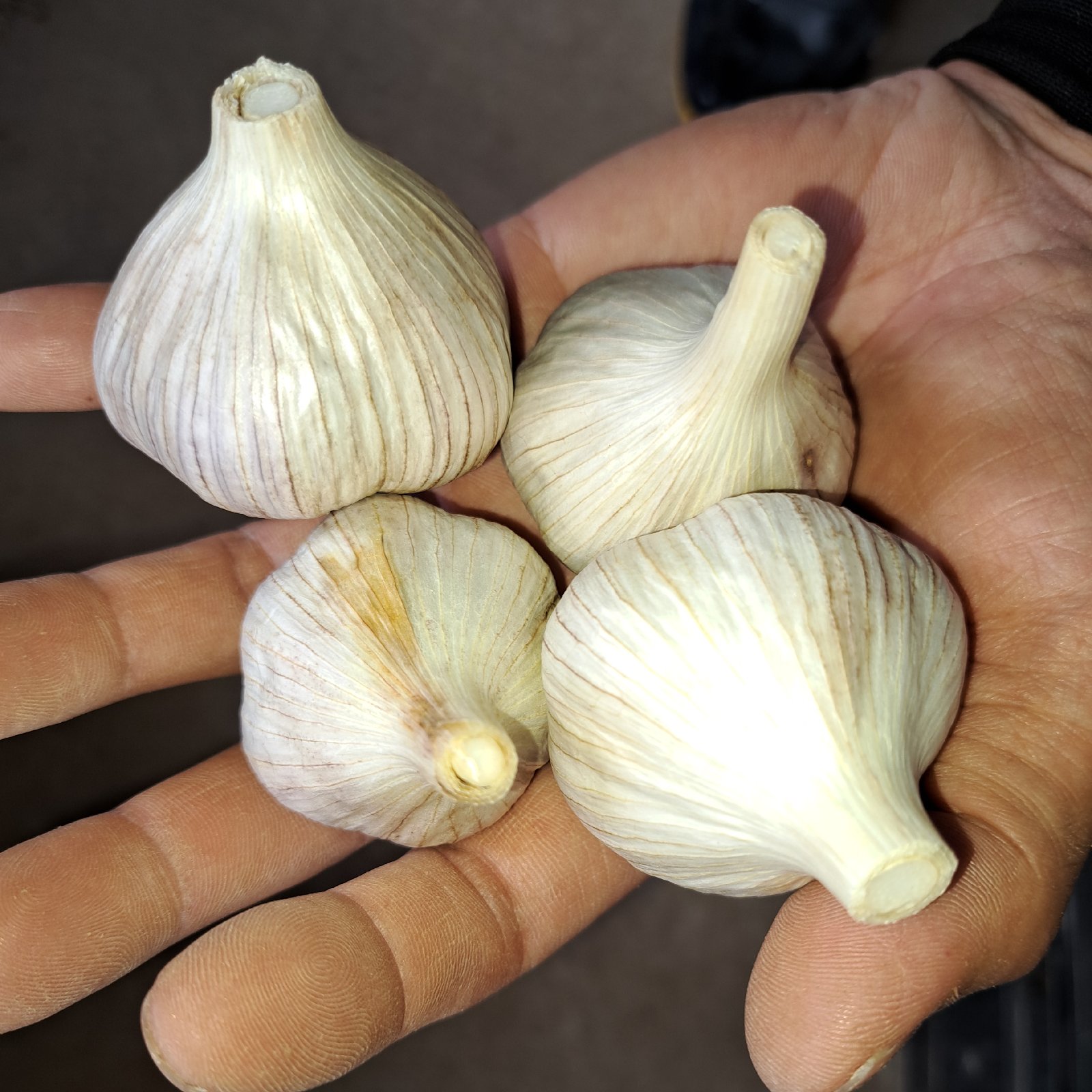 無農薬 最上赤にんにく ｜ 野菜/にんにく 産直アウル 農家・漁師など