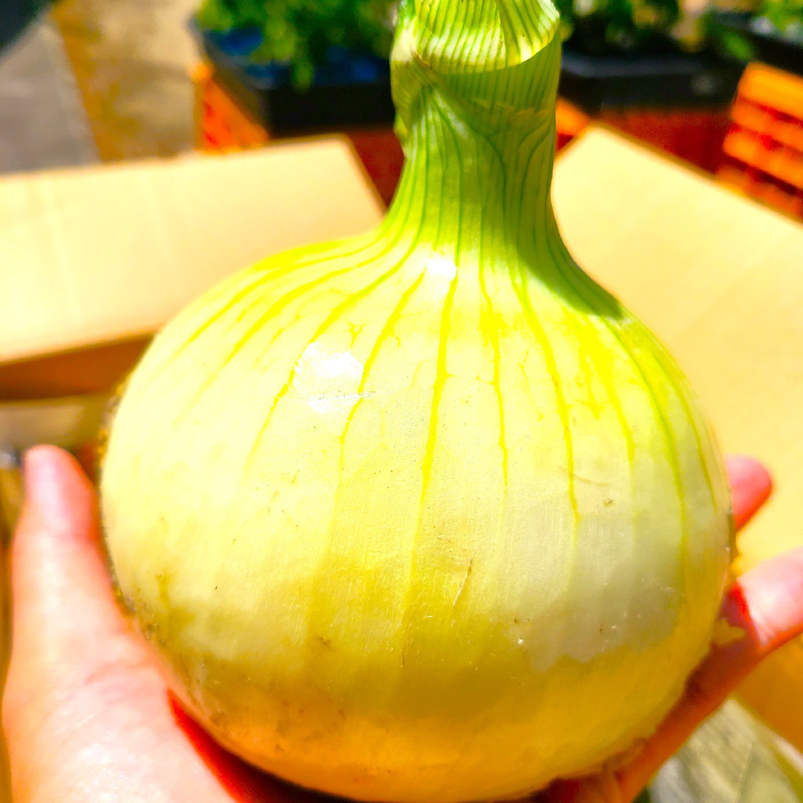 肉厚ジューシー!!大きな淡路島新玉ねぎ（3Lサイズ） 10kg ｜ 野菜