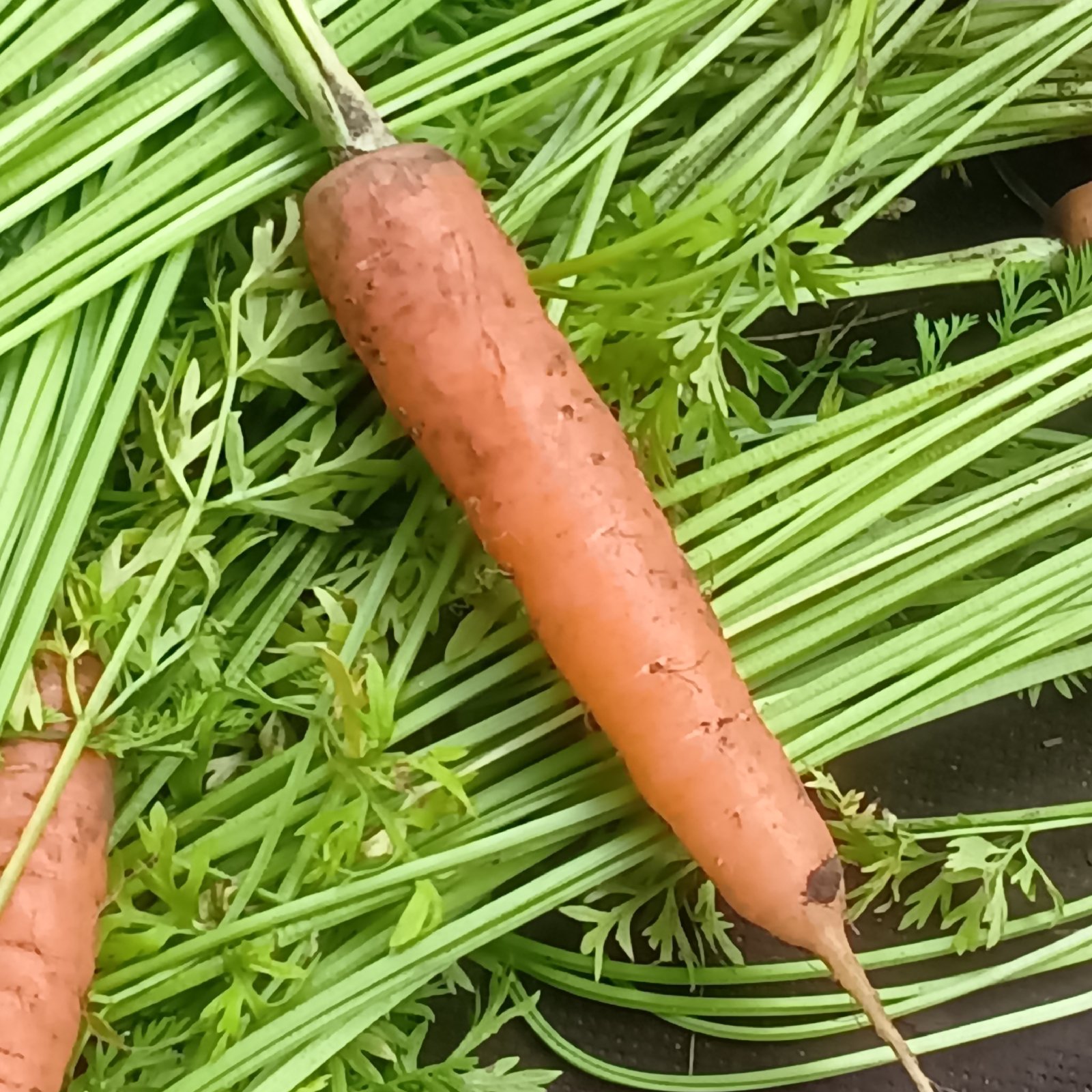 横浜の農園直送】たっぷり1.5kg 無農薬の間引きニンジン ｜ 野菜/人参 