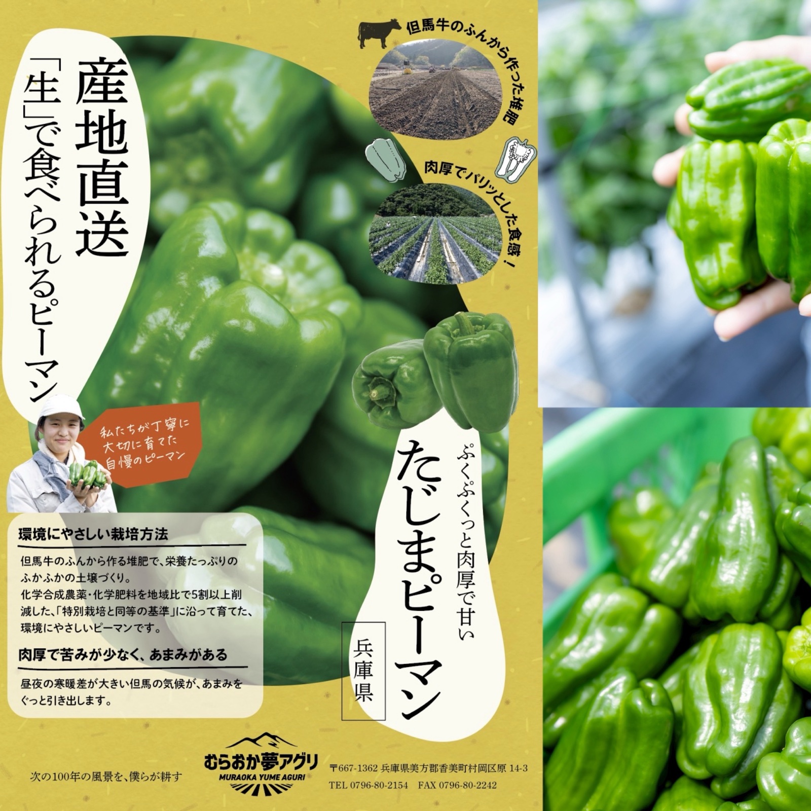 追加検討中 ピーマンさん専用 特別栽培品】ツヤッツヤの「たじまのピーマン」1kg 兵庫県香美町産 朝