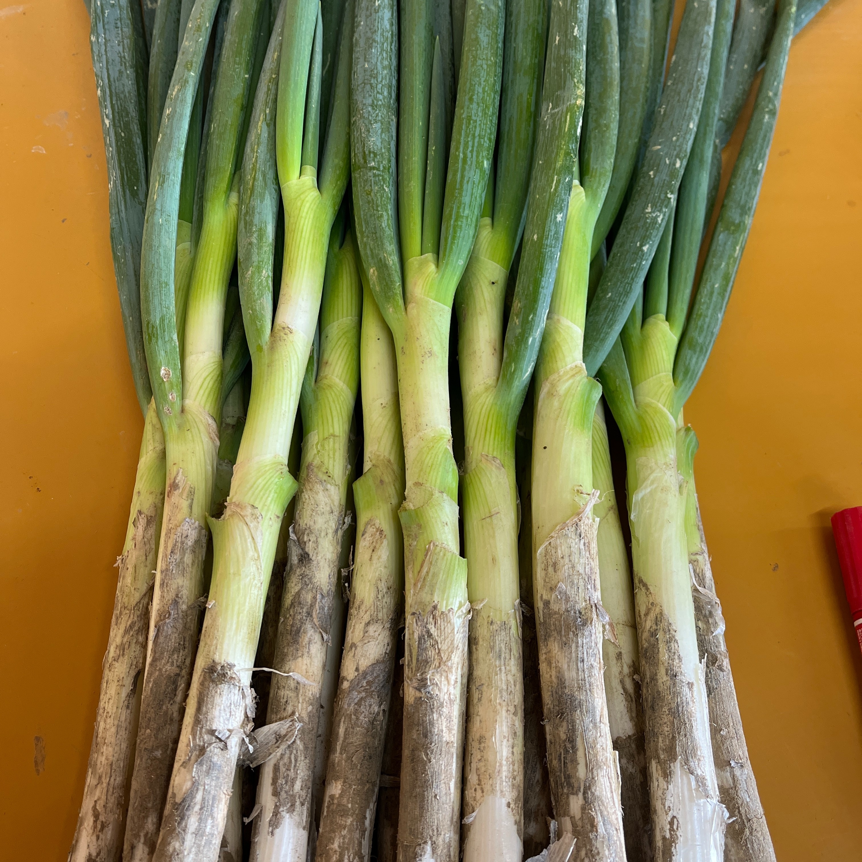 限定】旬の味！深谷蜜ねぎ5キロ（訳あり） | 野菜/ねぎ 産直アウル