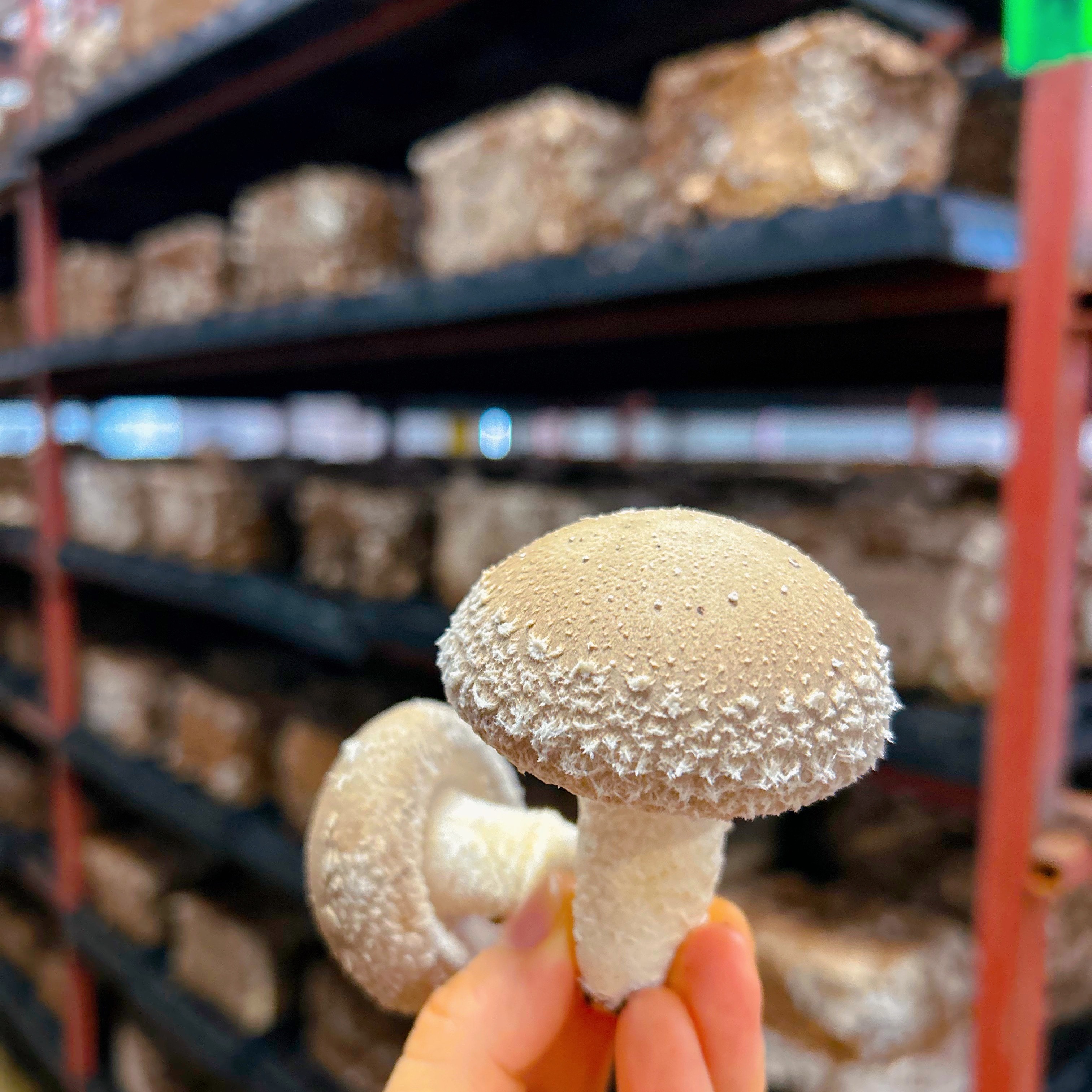 新鮮 椎茸 248g 大きめ 新鮮！肉厚ジューシー椎茸 ～Ⅽ品～【サイズいろいろ 1kg】 ｜ 野菜