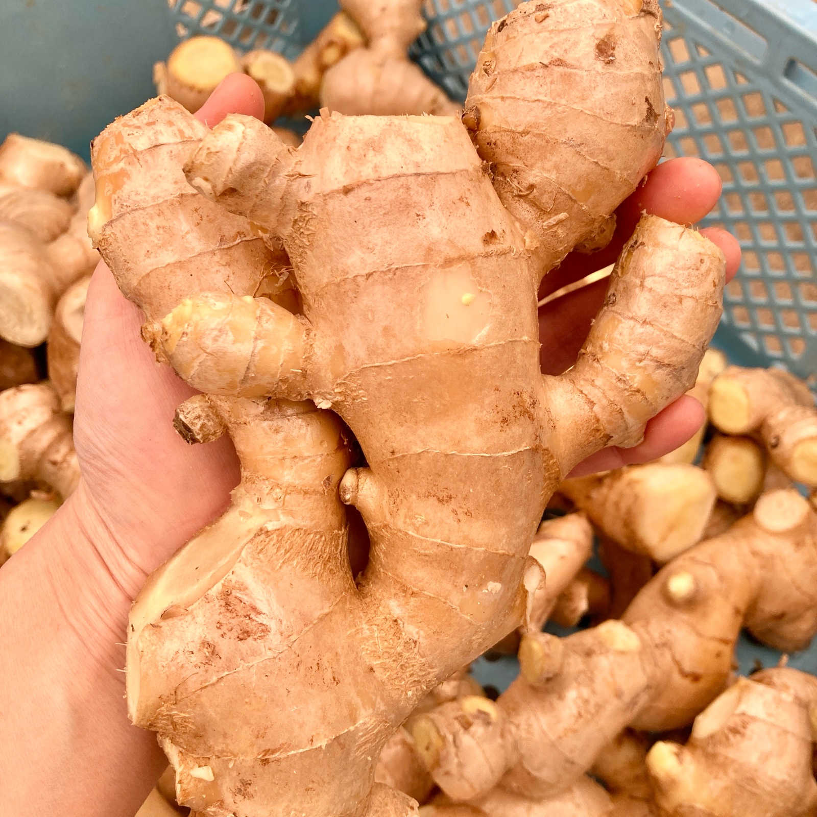高知県産 生姜 4キロ ｜ 野菜/薬味 産直アウル 農家・漁師など生産者