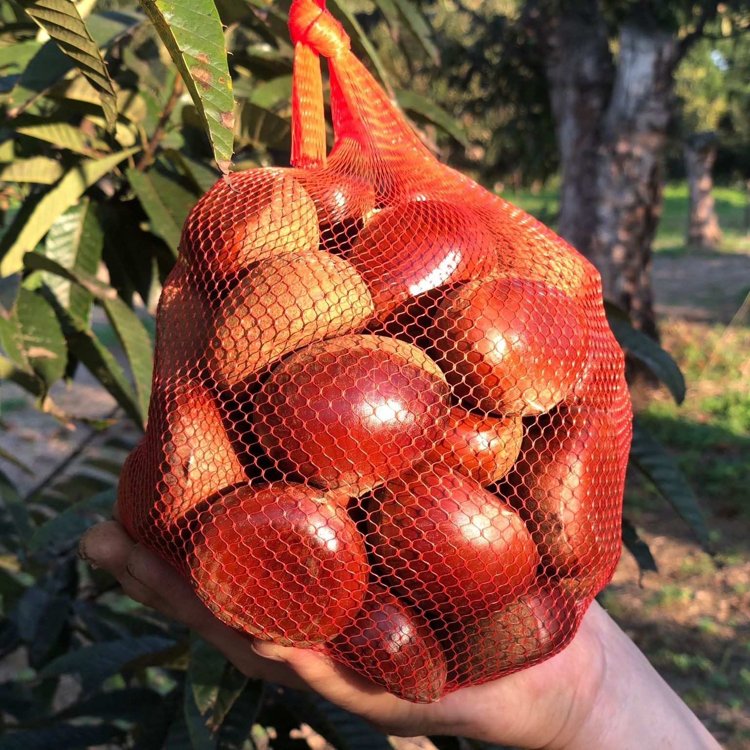 完熟熟成栗】栗4L～3L（生栗）3kg（3000g） | 果物/栗 産直アウル