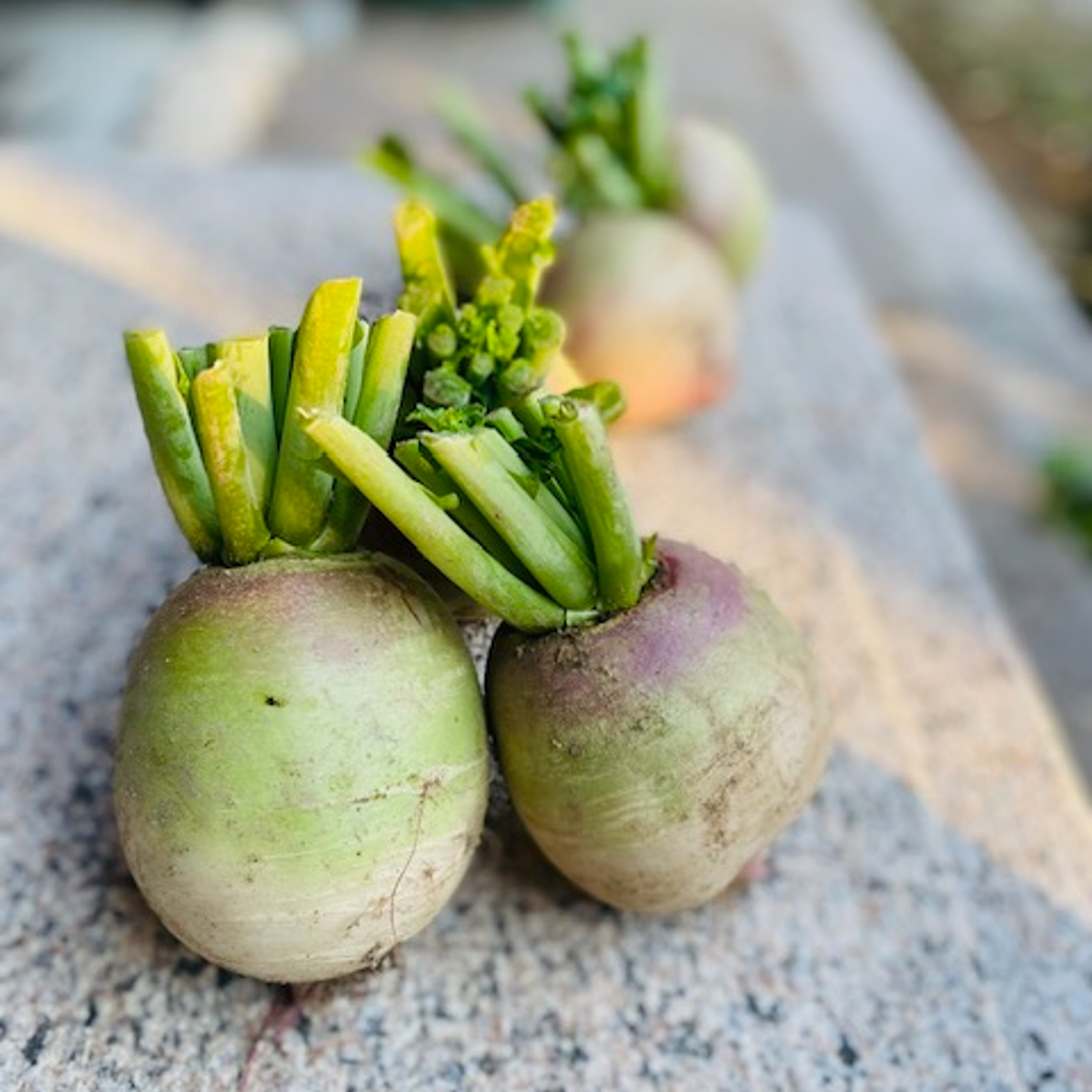 紅芯大根 色鮮やか！ 京都府産 ｜ 野菜/大根 産直アウル 農家・漁師 
