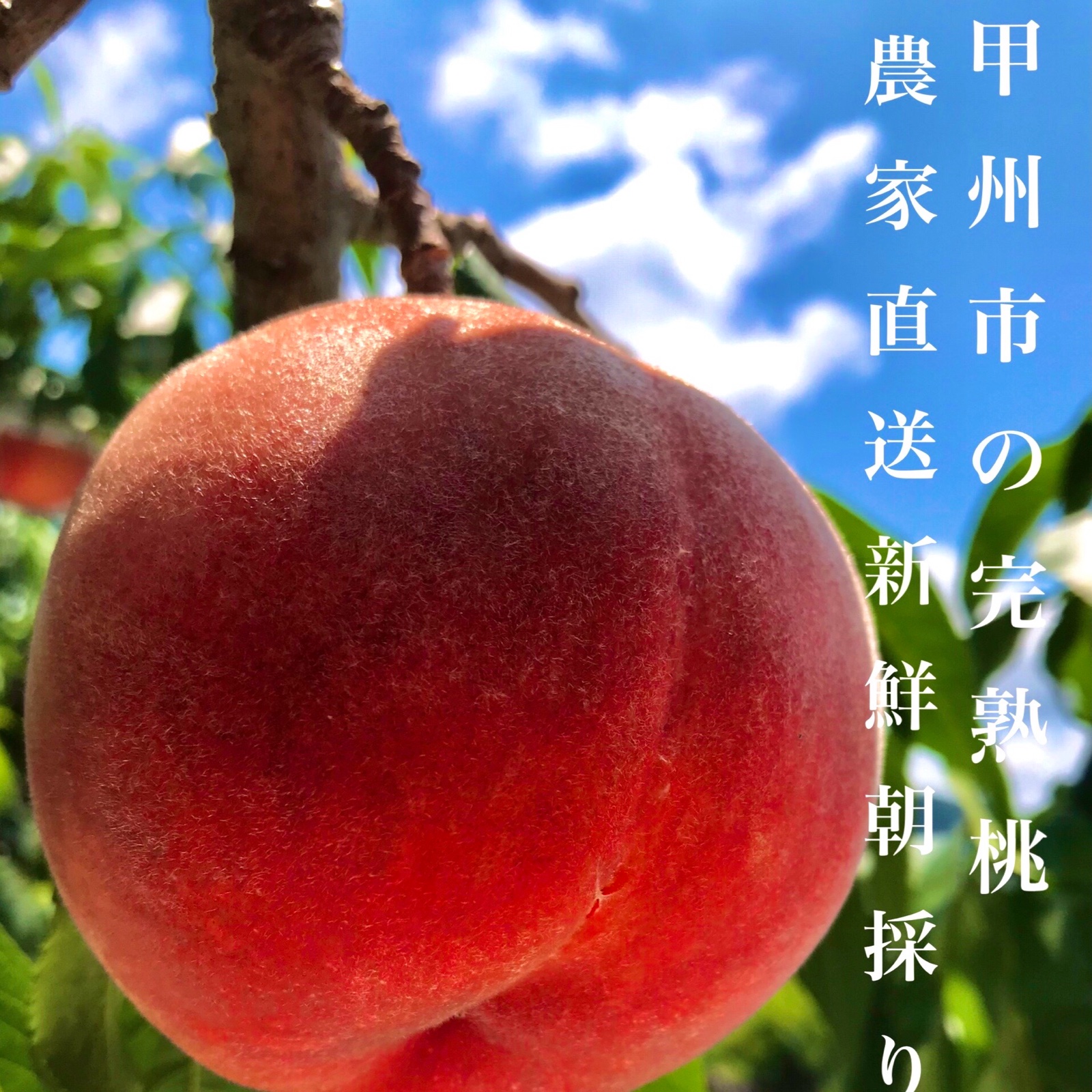山梨硬いモモ　5キロ　クール便 山梨の完熟桃 5kg ｜ 果物/もも 産直アウル 農家・漁師など生産者から