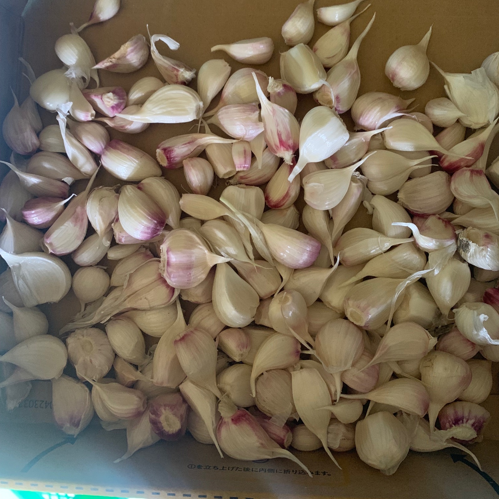 バラバラにんにく ホワイト6片 ｜ 野菜/にんにく 産直アウル 農家