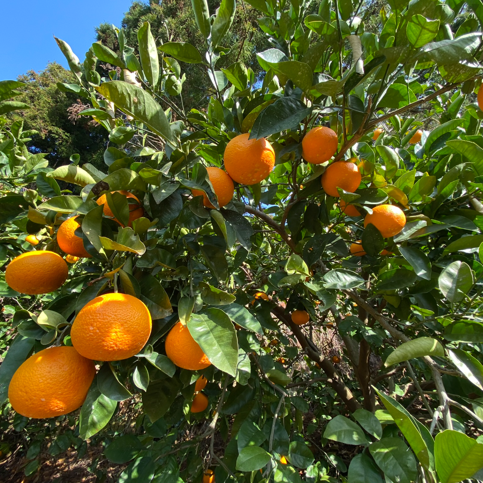 自慢の紅八朔10kg　はるみ5kg 紅八朔 訳あり 10kg 尾道 広島産 送料無料八朔 家庭用紅八朔 訳あり