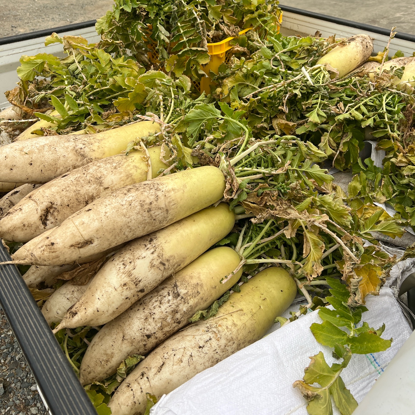 干し大根　訳あり　箱込み約20kg 干し大根 訳あり 箱込み約20kg 大きめ干し大根 訳あり 箱込み約20kg