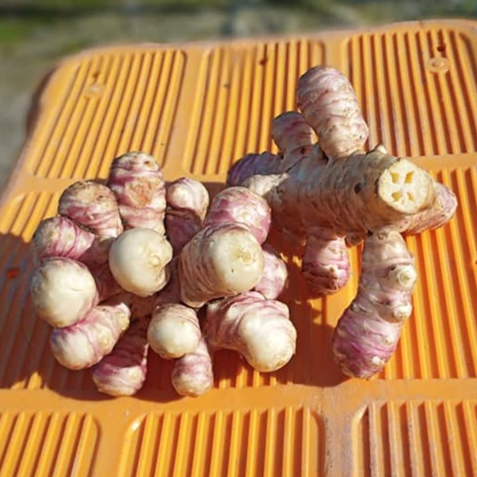 高知県産【土付き菊芋4kg】送料込 フランス種 紫菊芋 農薬化学肥料