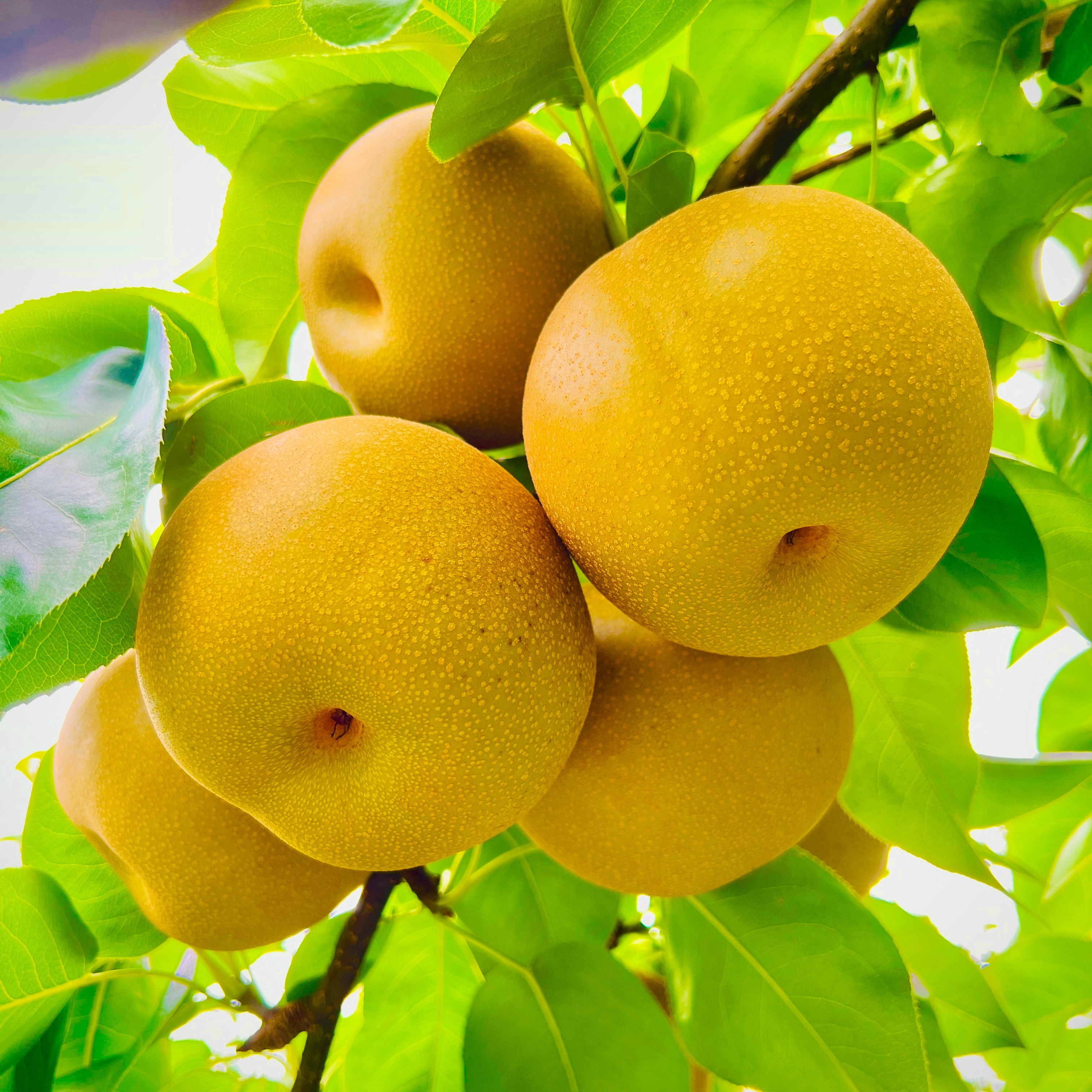 梨 豊水10kg | 果物/梨 産直アウル 農家から直接野菜などの食材を購入