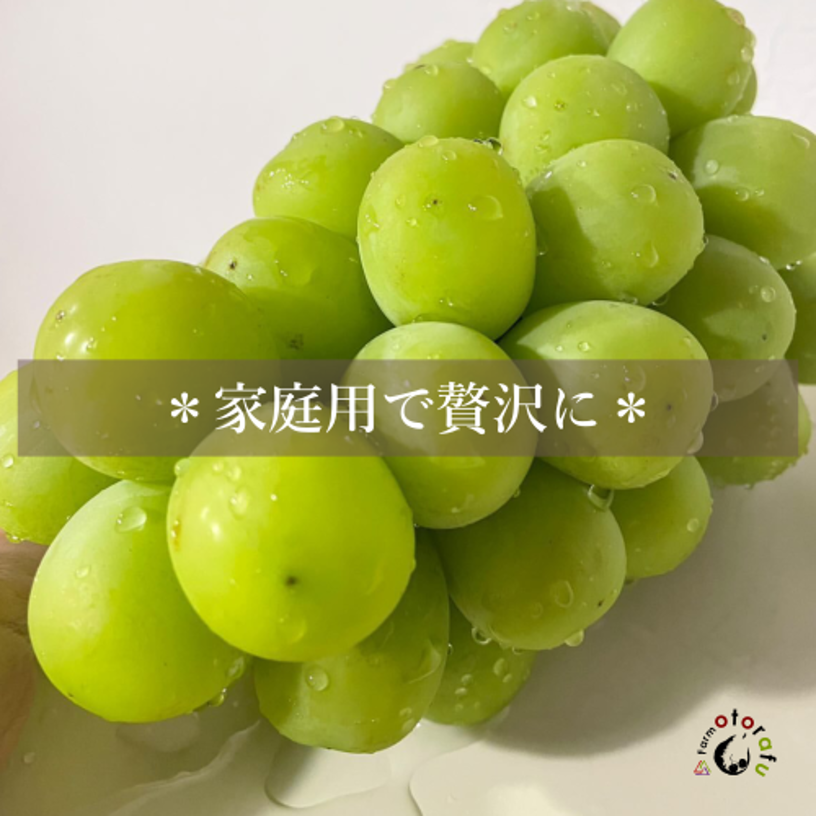 4,530→￥3,900】シャインマスカット 家庭用3~4房（1.5kg） ｜ 果物