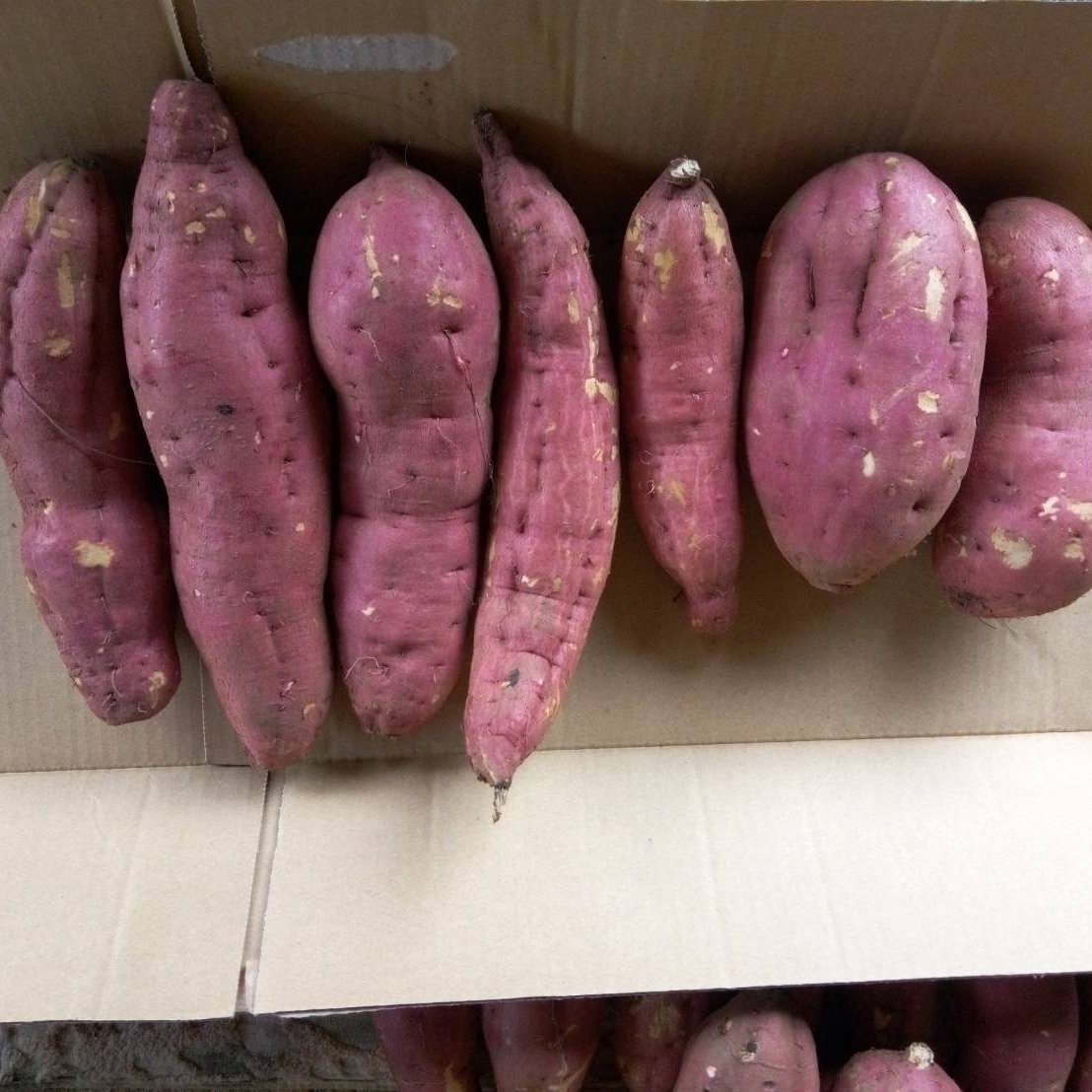 さつまいも（紅あずま）3Kg | 野菜/さつまいも 産直アウル 農家から
