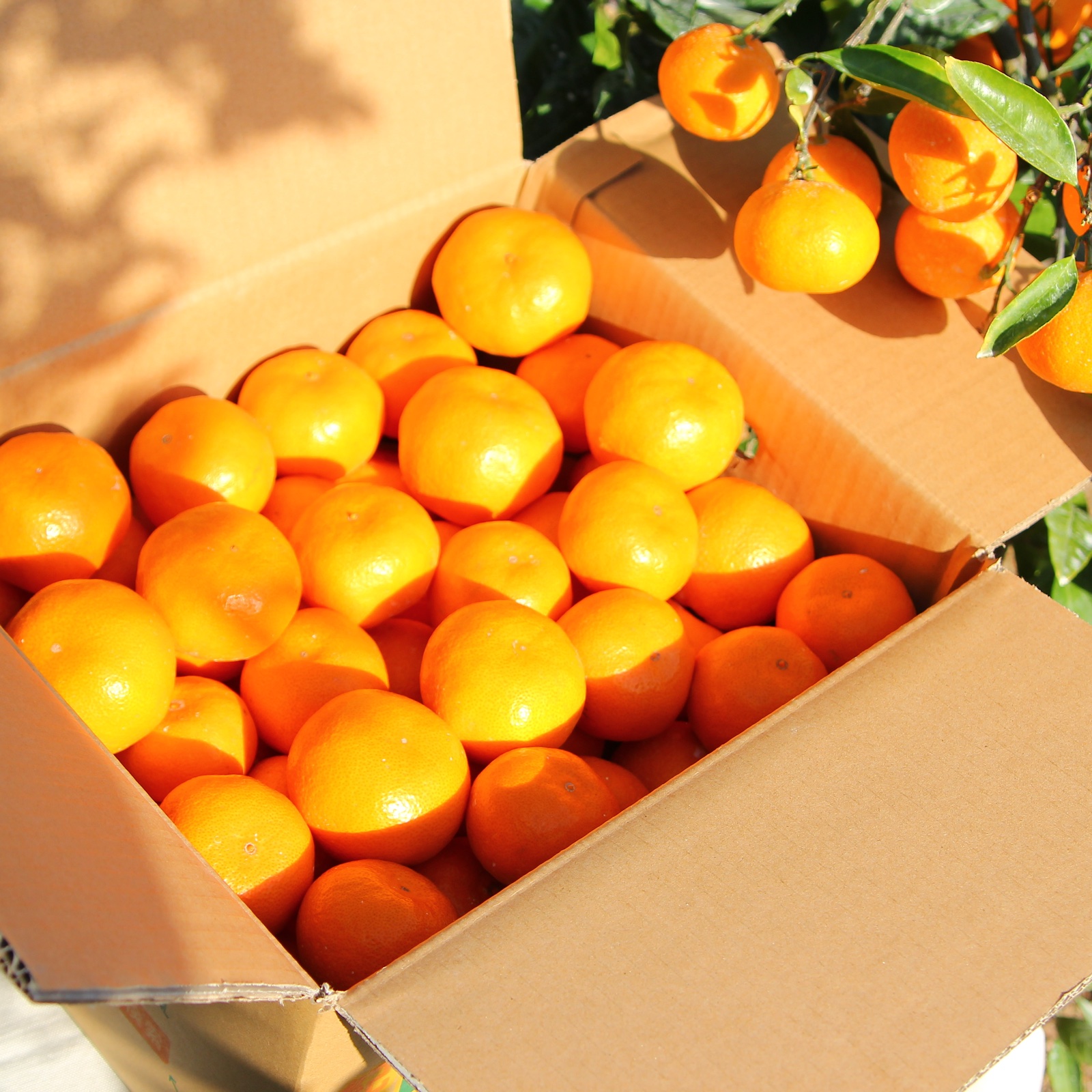 みかんパパ 蜂久みかん ギフト S【6周年限定】 | 果物/温州みかん 産直アウル 農家