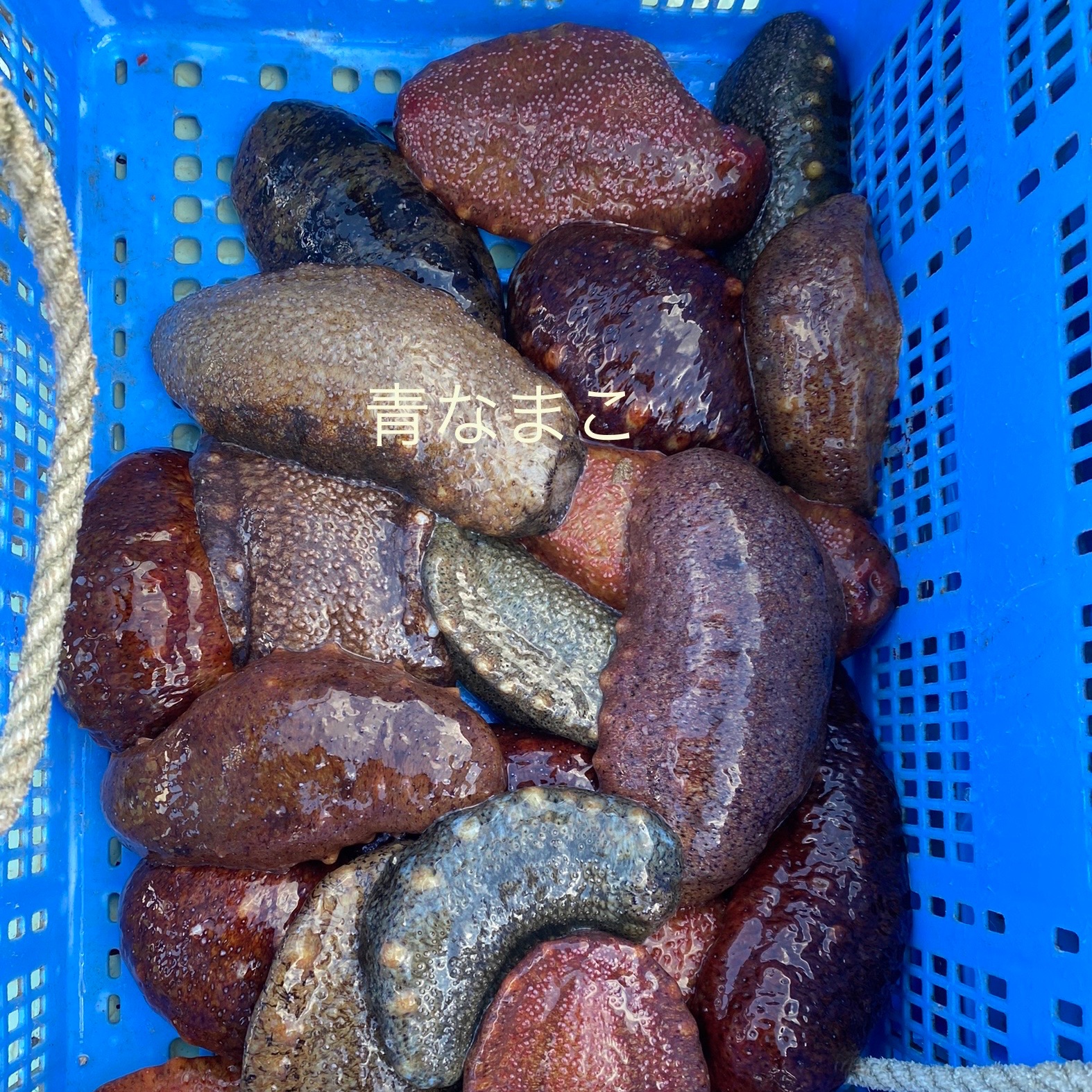ナマコ（魚介類）の産地直送商品一覧（通販・お取り寄せ）-産直