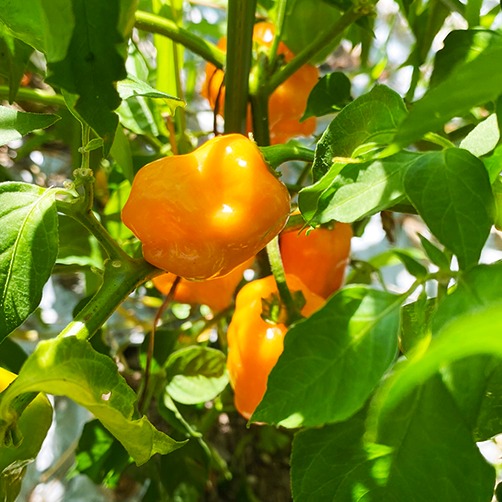 お試し】ハバネロ（約100g） | 野菜/スパイス 産直アウル 農家から直接
