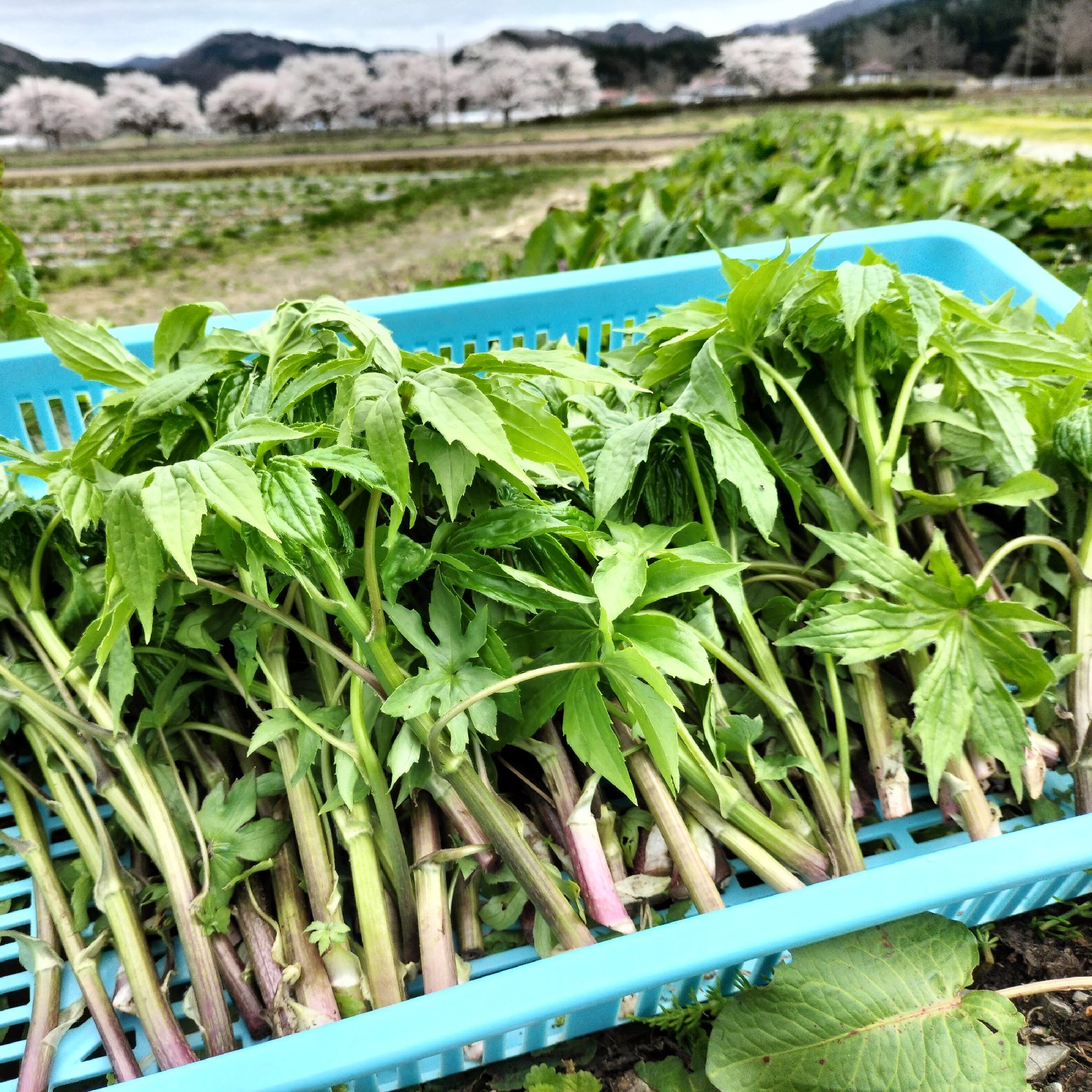 山菜シドケ2.７キロ　葉山椒200g 3071b4add920d9eba31e2093e7f429