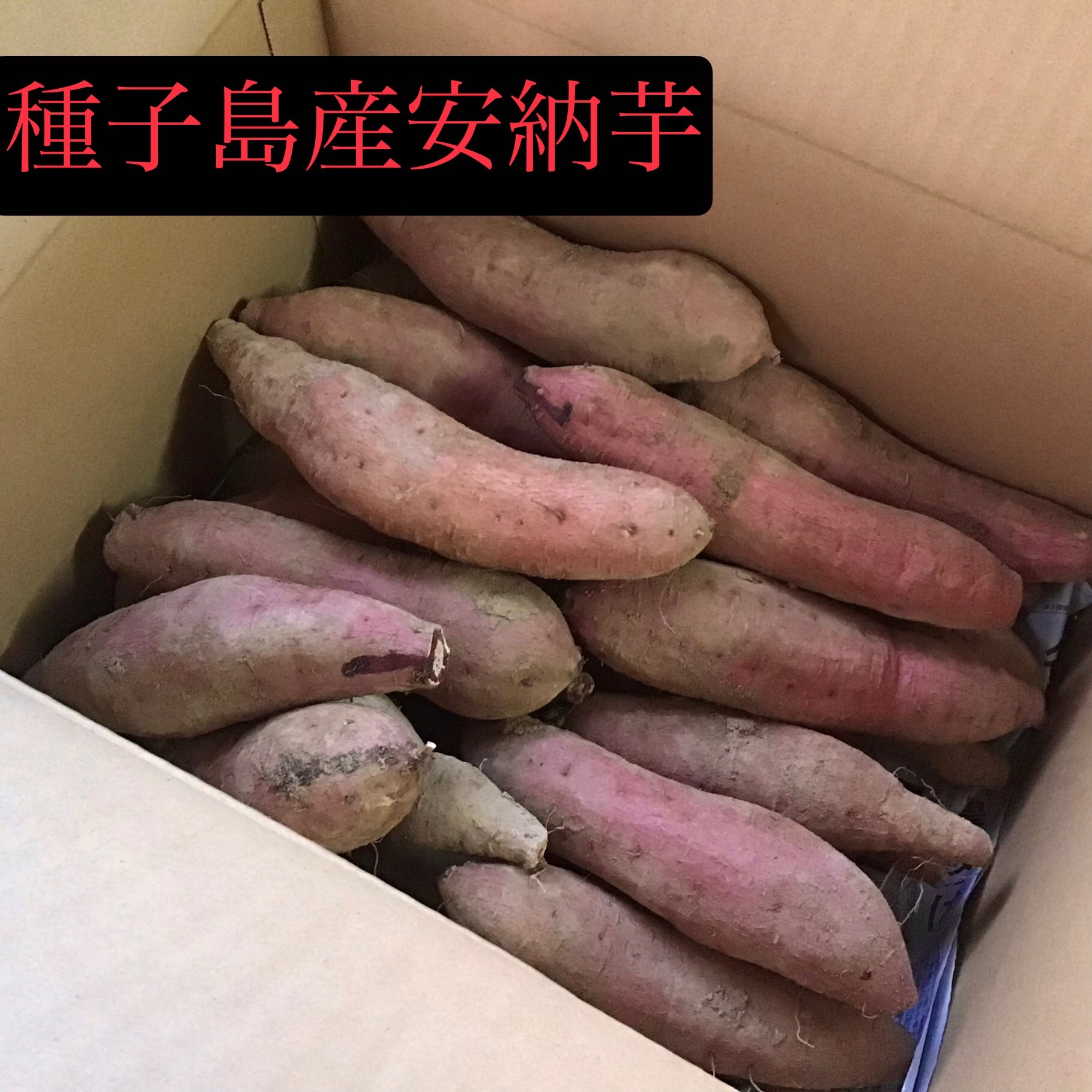 どんと20kg 種子島産安納芋 Mサイズ さつまいも 王道 焼き芋にどうぞ#8