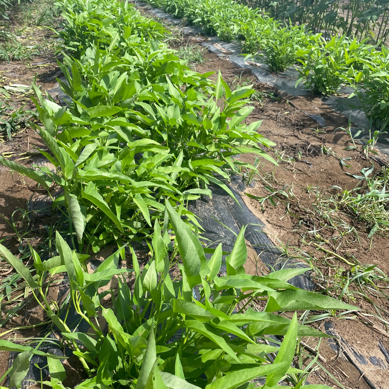 空芯菜】1キロ 炒めてパキッ、シャキッと夏野菜。 | 野菜/葉物 産直