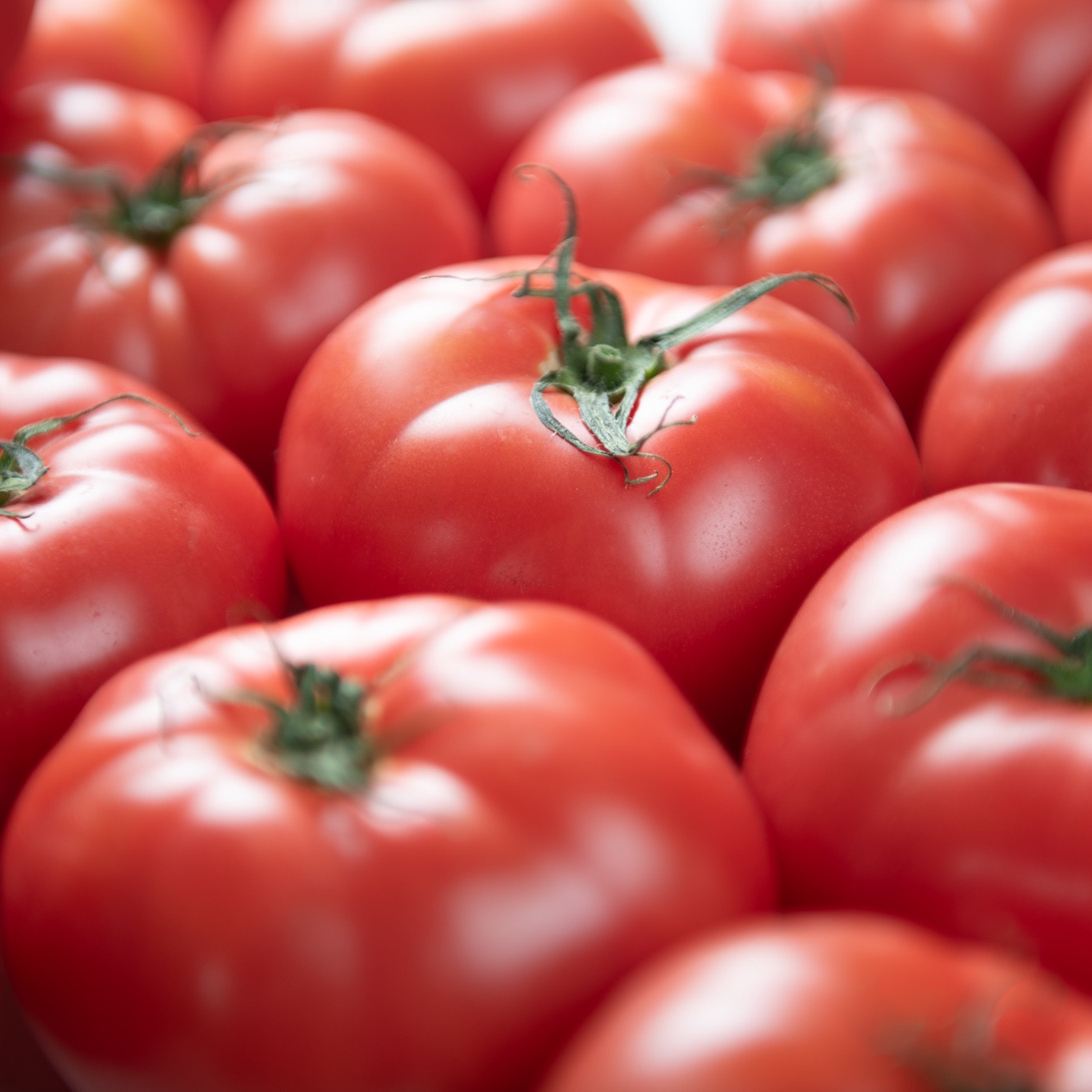 とまと。出品 鳥取県産笑心とまと】たっぷり4kg箱特大12玉入り！贈答用にも☆ | 野菜