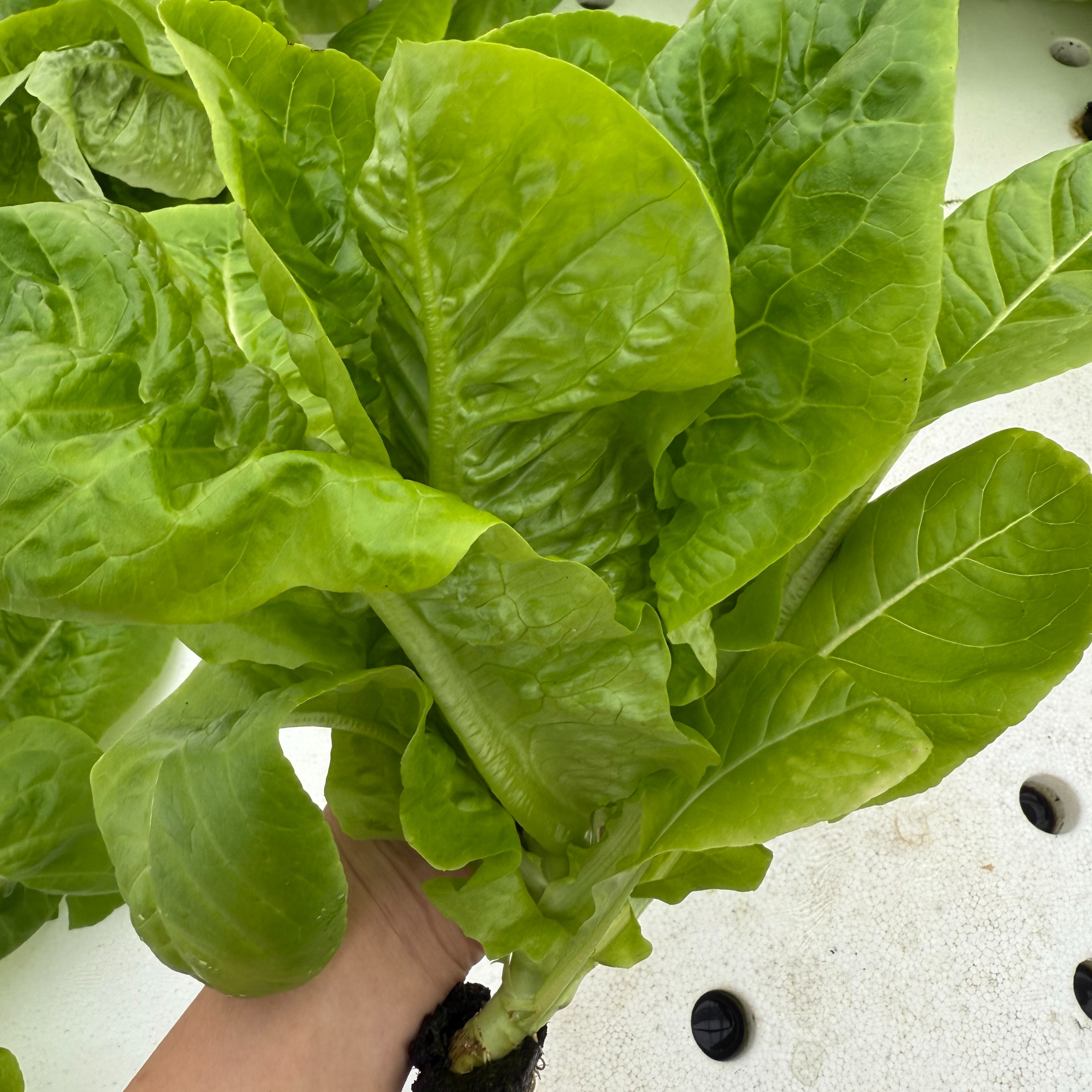 アクアポニックス産 栽培期間農薬不使用 シュクリーヌレタス5株 750g