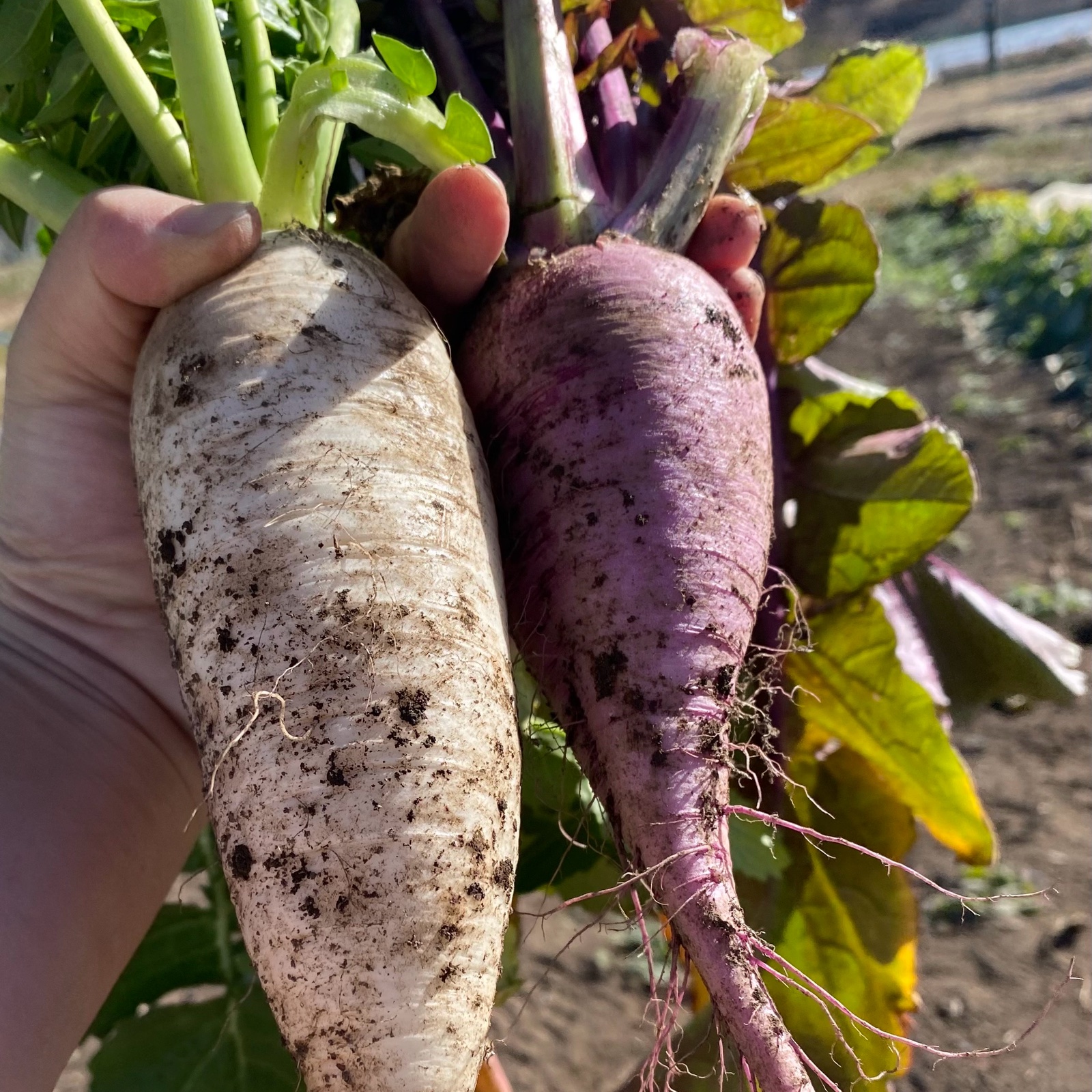 辛いがやみつき】大根おろし専用大根！五味農園の辛味大根 ｜ 野菜