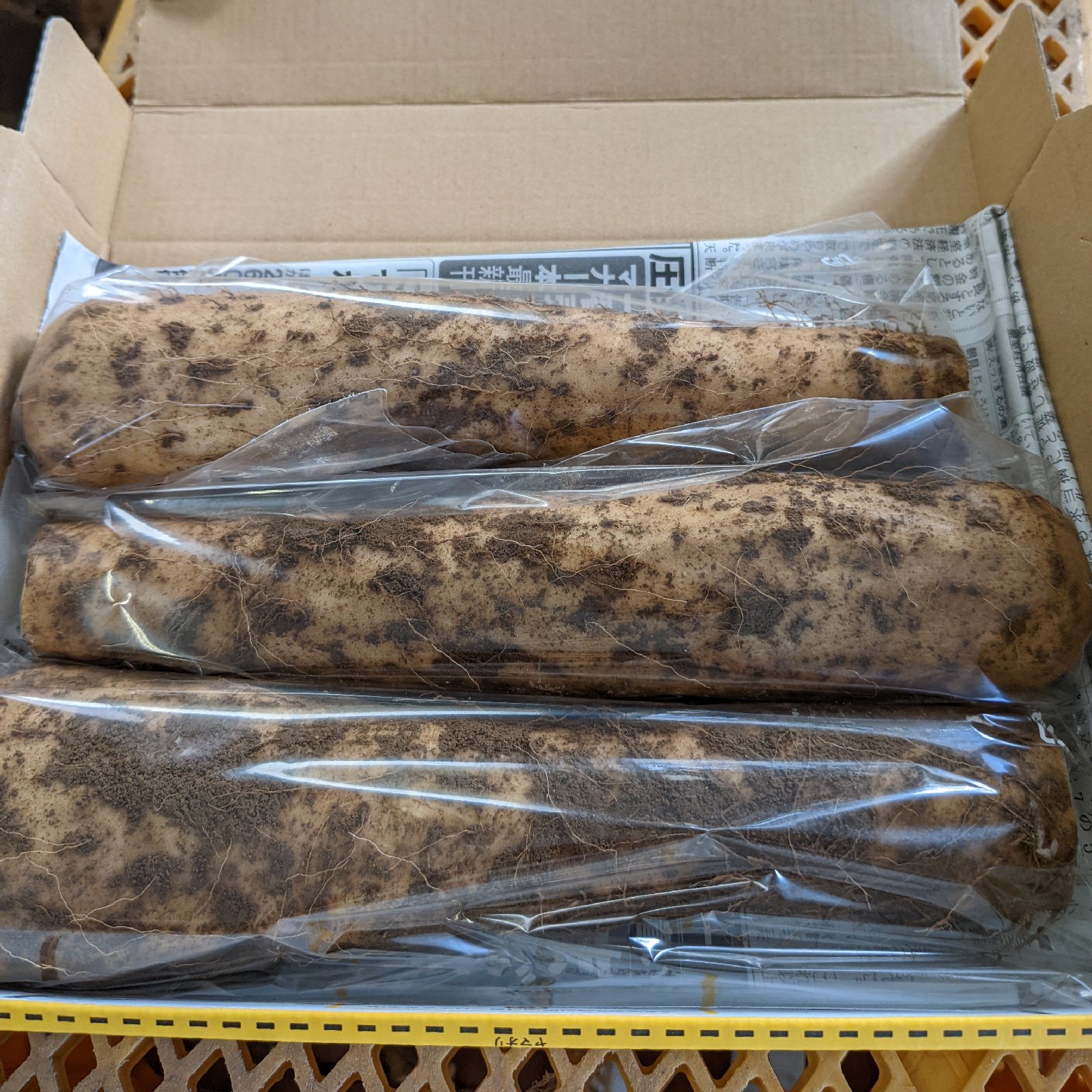 やまといも　とろりんA品5キロ 大和芋（ぐんまトロリン）泥付き 3本約1キロ 群馬県尾島産 ｜ 野菜