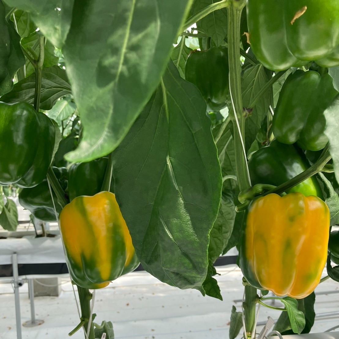 黄色パプリカ【1キロ】 | 野菜/パプリカ 産直アウル 農家から直接野菜