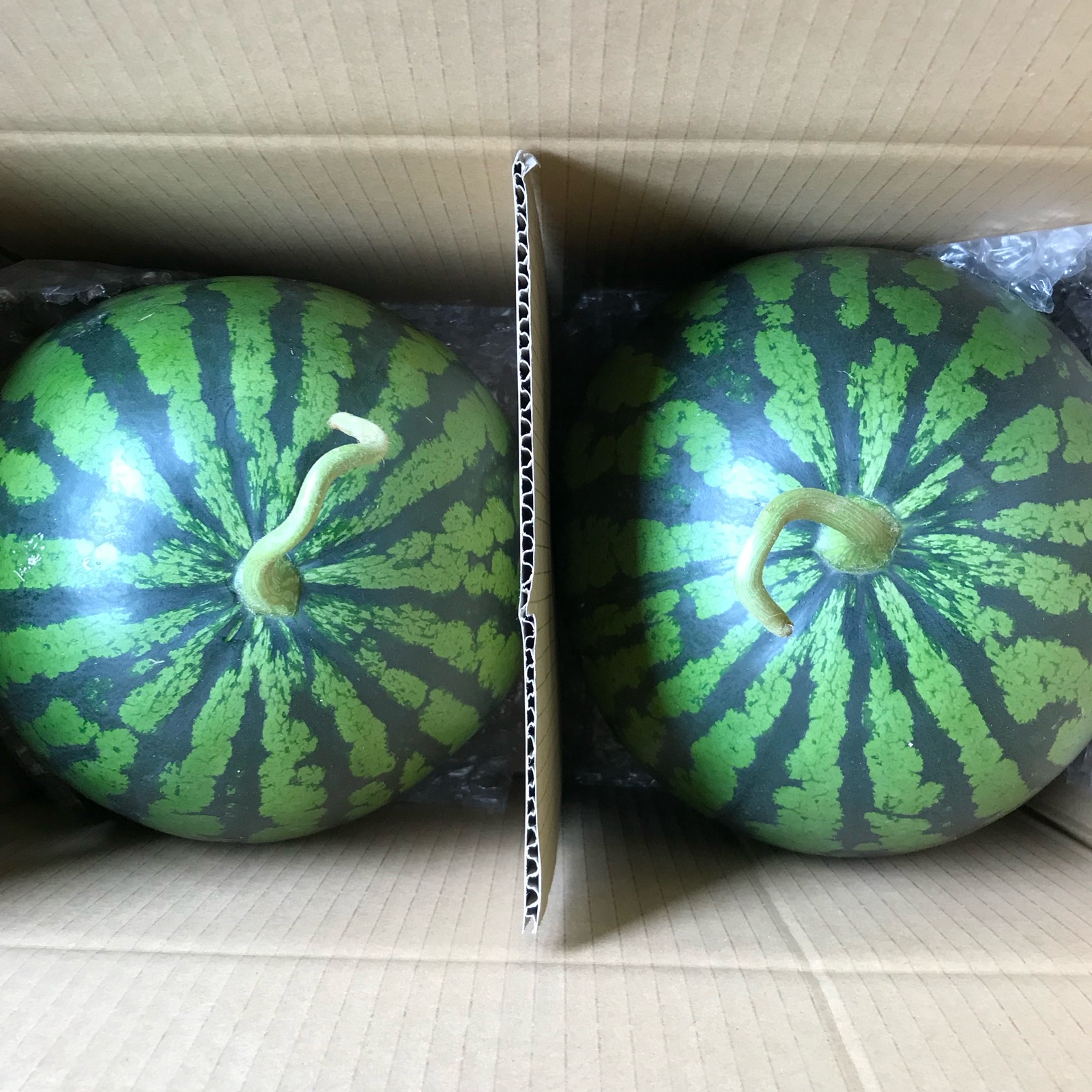 2玉入り商品、西瓜品種味きららLサイズ2玉入り(ヤマト運輸契約農園でL