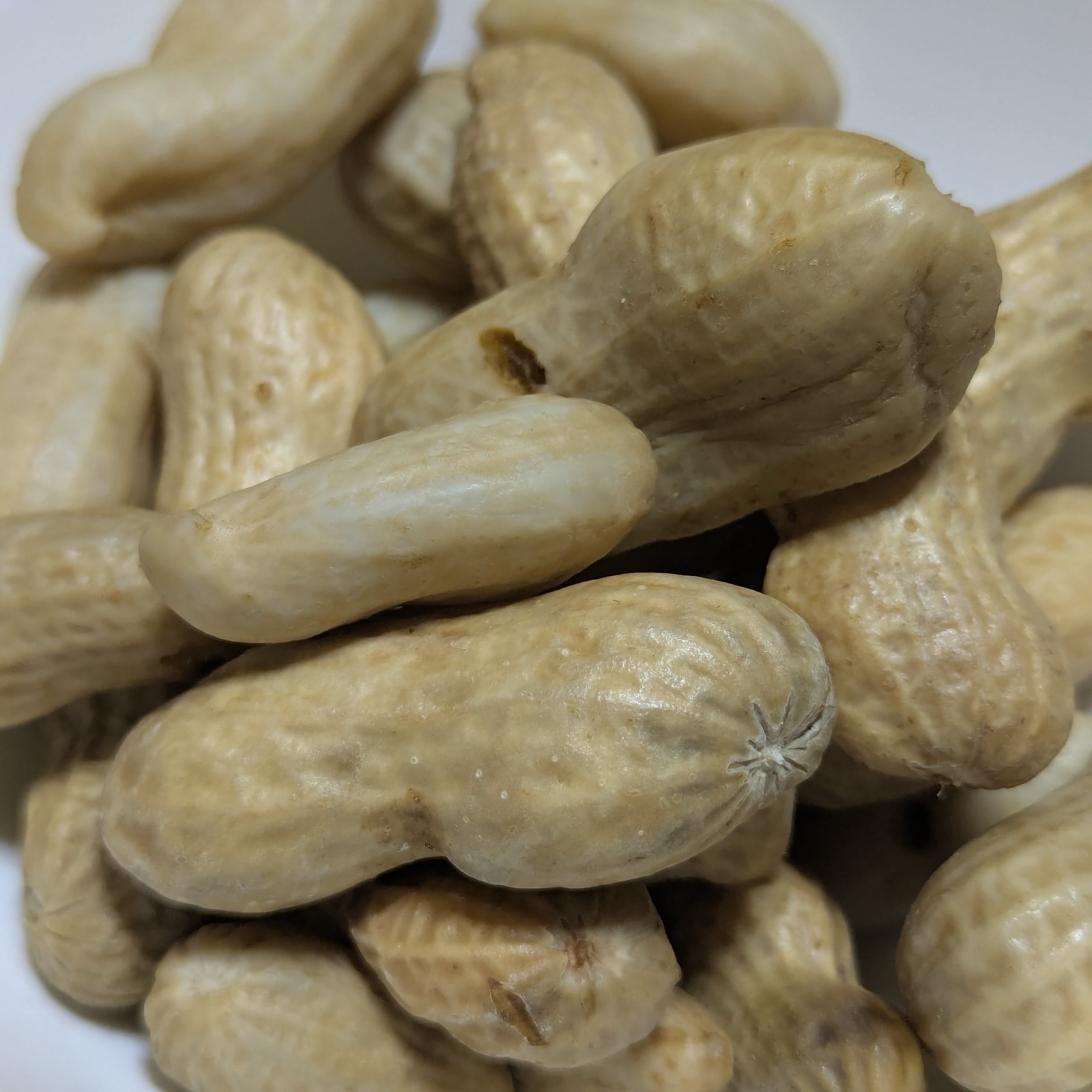 予約増量【秦野の特産】 落花生 おおまさり 1000g→1100g ｜ 野菜 