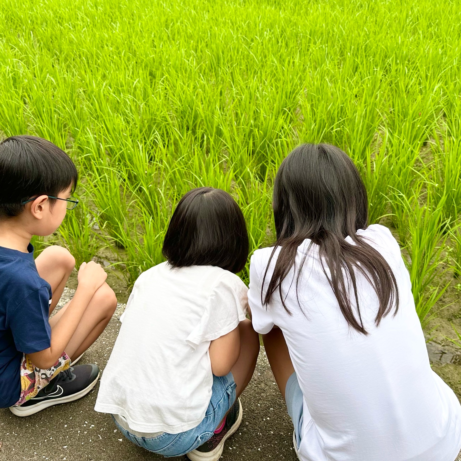 🌟特別特価🌟令和7年新米❣高知産コシヒカリ🌾玄米30kg