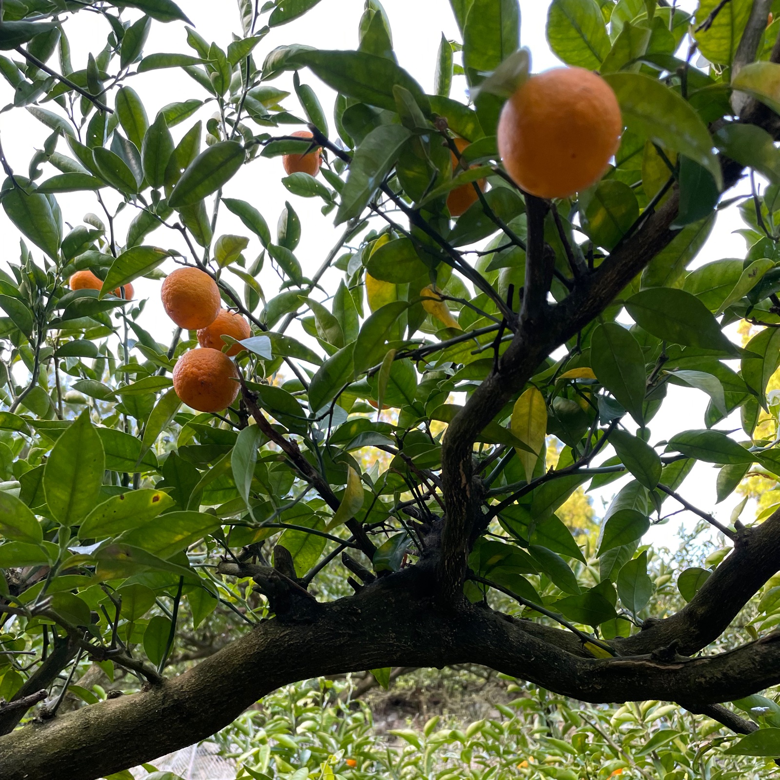 312c3bca34ae06517be20b91e5fdd4