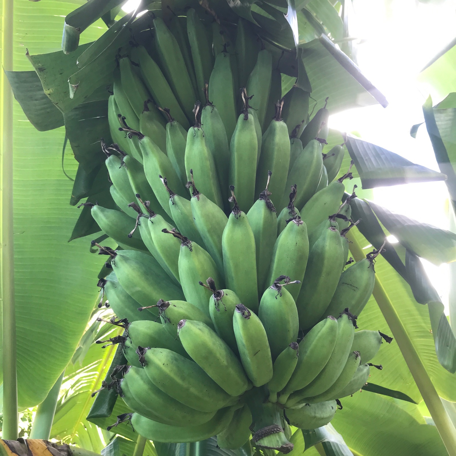 石垣島産バナナ4キロ ｜ 果物/バナナ 産直アウル 農家・漁師など生産者