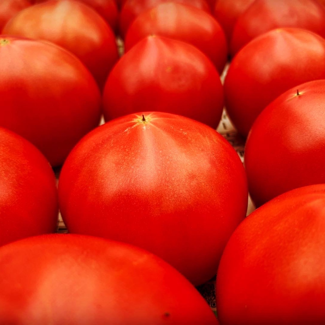 1ヶ月限定』完熟桃太郎とまと（C品）約2kg ｜ 野菜/トマト 産直アウル