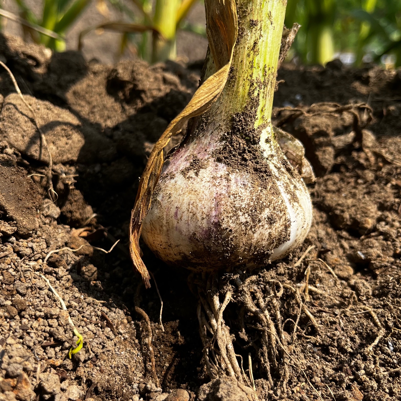 Natural farming 自然栽培 ニンニク ジャガイモ 食養生 Natural farming 自然栽培 ニンニク ジャガイモ 食養生