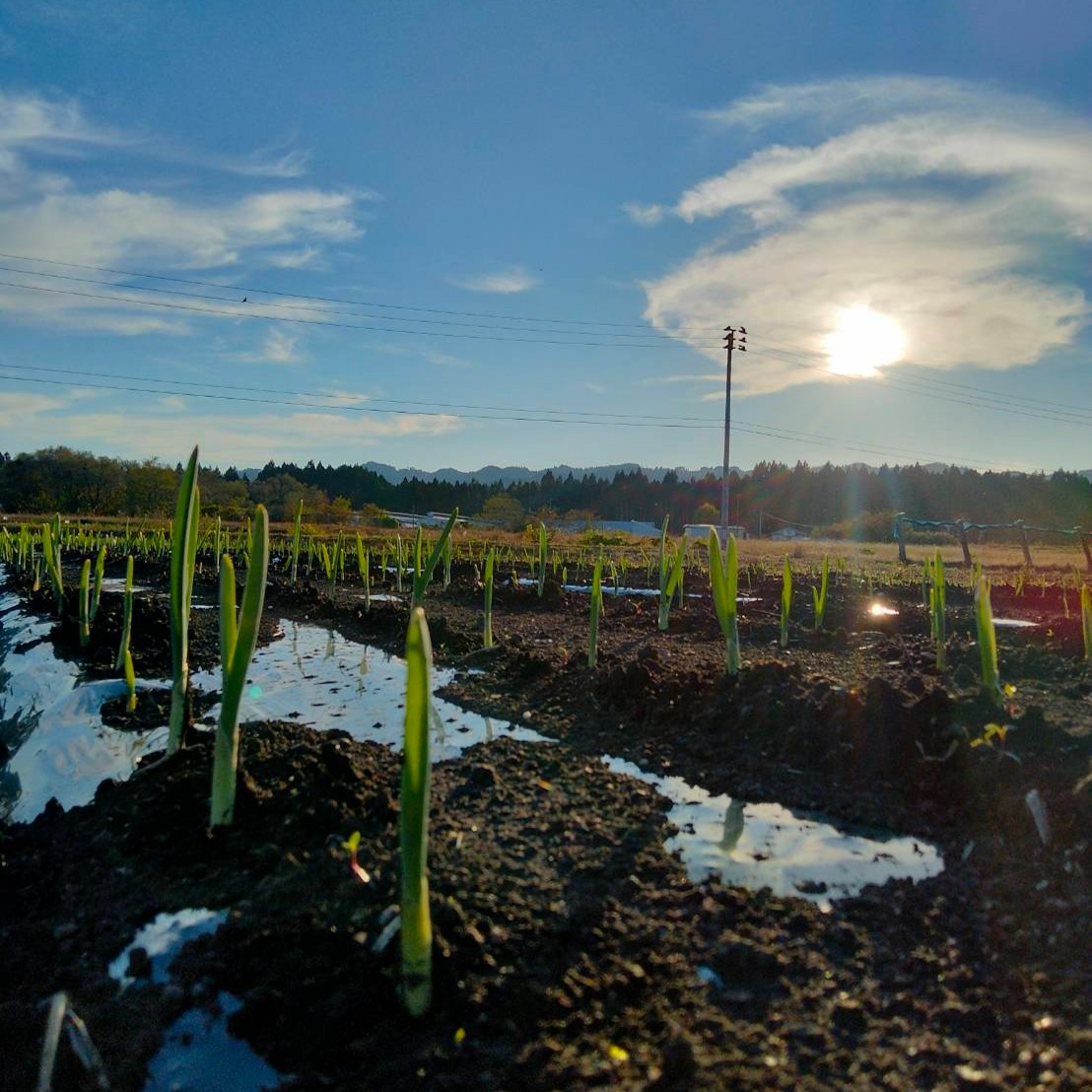 送料無料】2025年産新物！にんにく 500g バラ☆高級品種 白玉王☆わけ