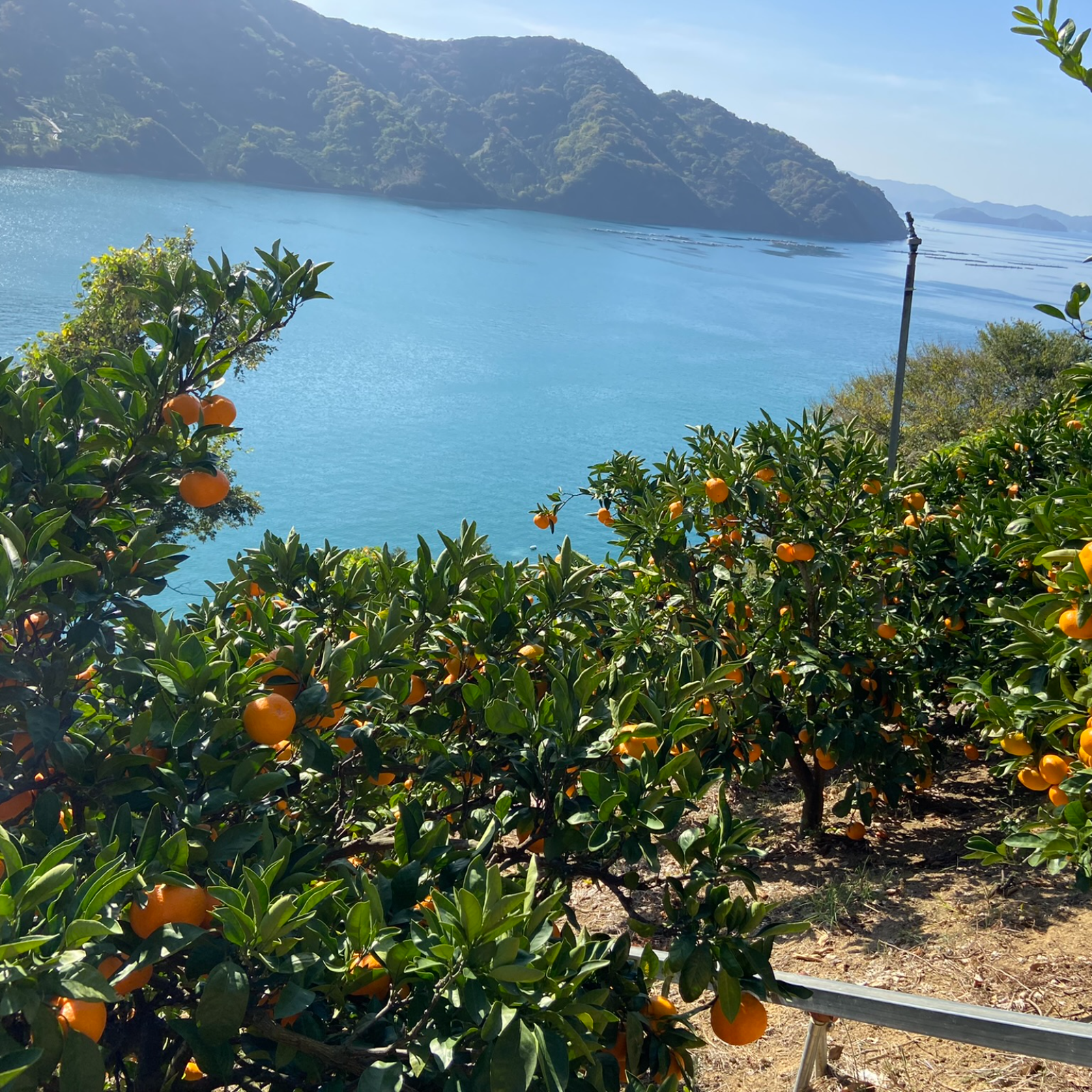 ねこさん専用 小玉まどんな8kg+南柑20号8kgぐるりん fan-fare_smt-nankan60