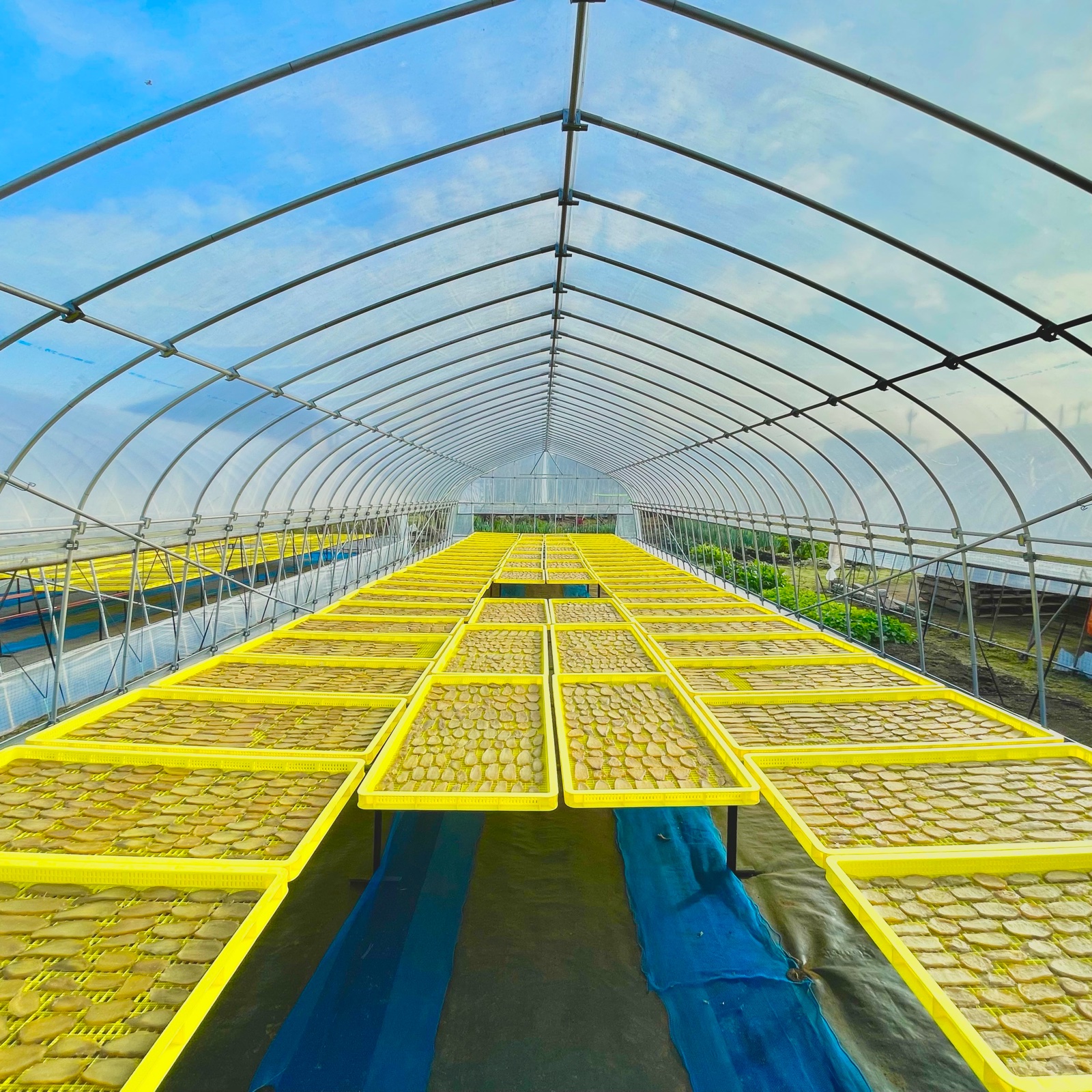 干し芋 べにはるかB級品 2kg箱バラ詰め | 加工品/その他加工品 産直