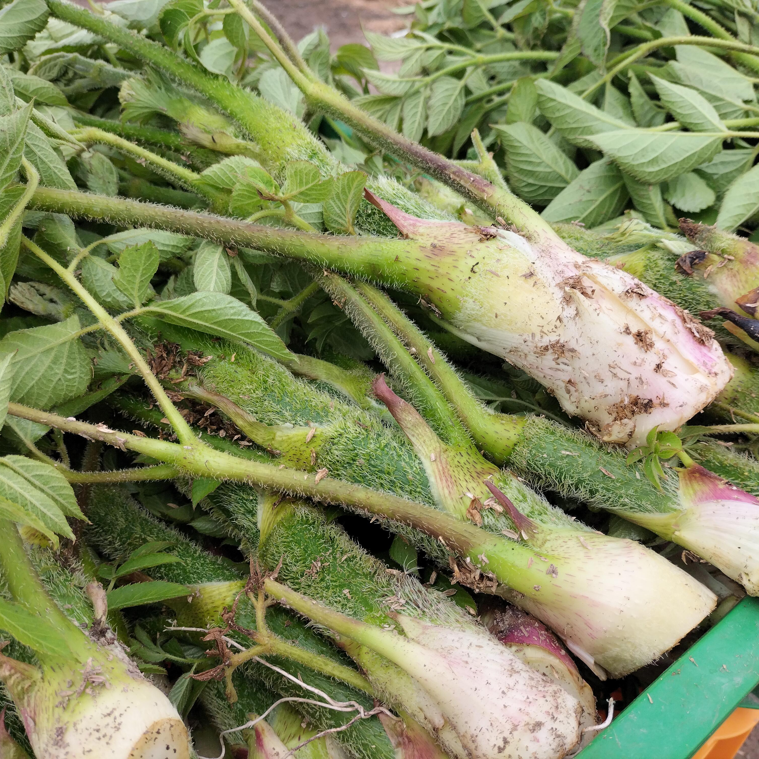 北海道産天然山ウド。5キロ UP。増量発送。 ウド（野菜＞山菜）の産地直送商品一覧（通販・お取り寄せ