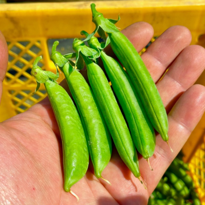 新鮮 ニムラ スナップえんどう 野菜 豆 スナップエンドウの種【ニムラ
